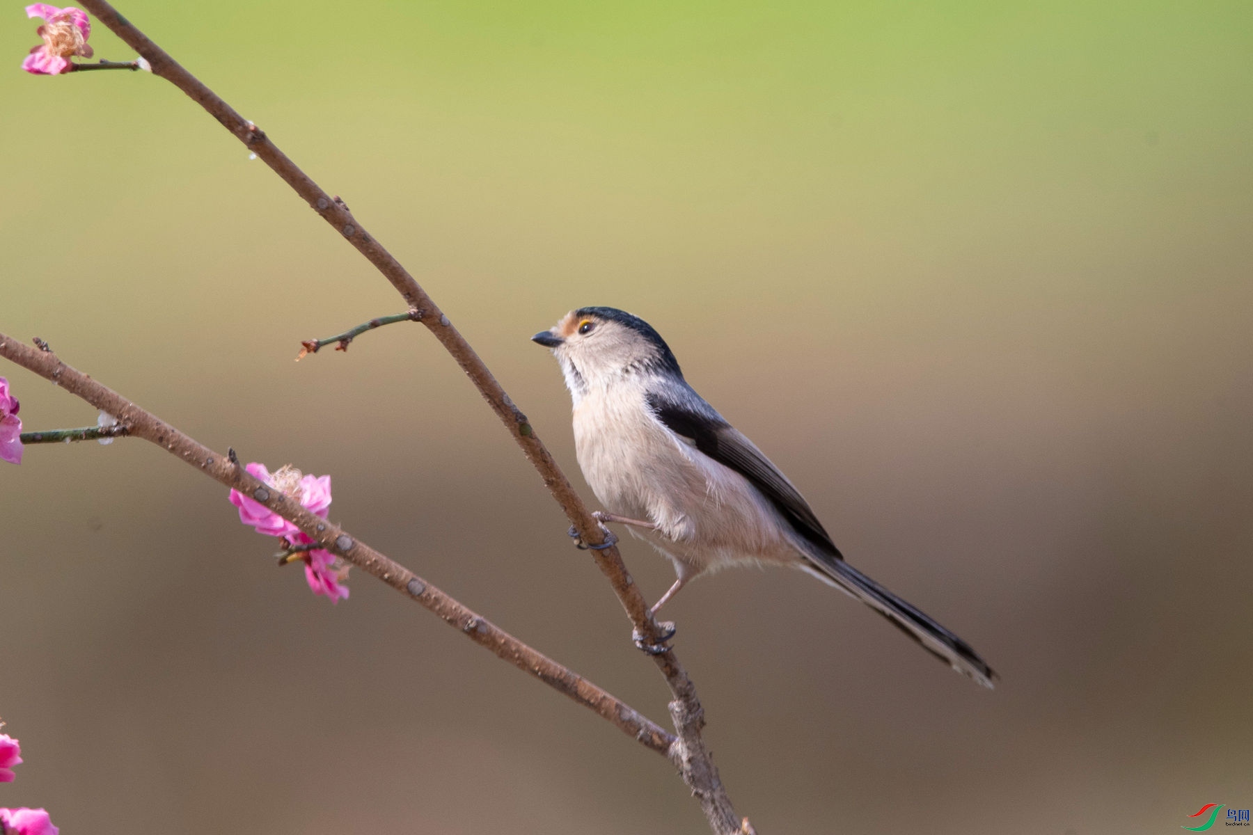 ������βɽȸ