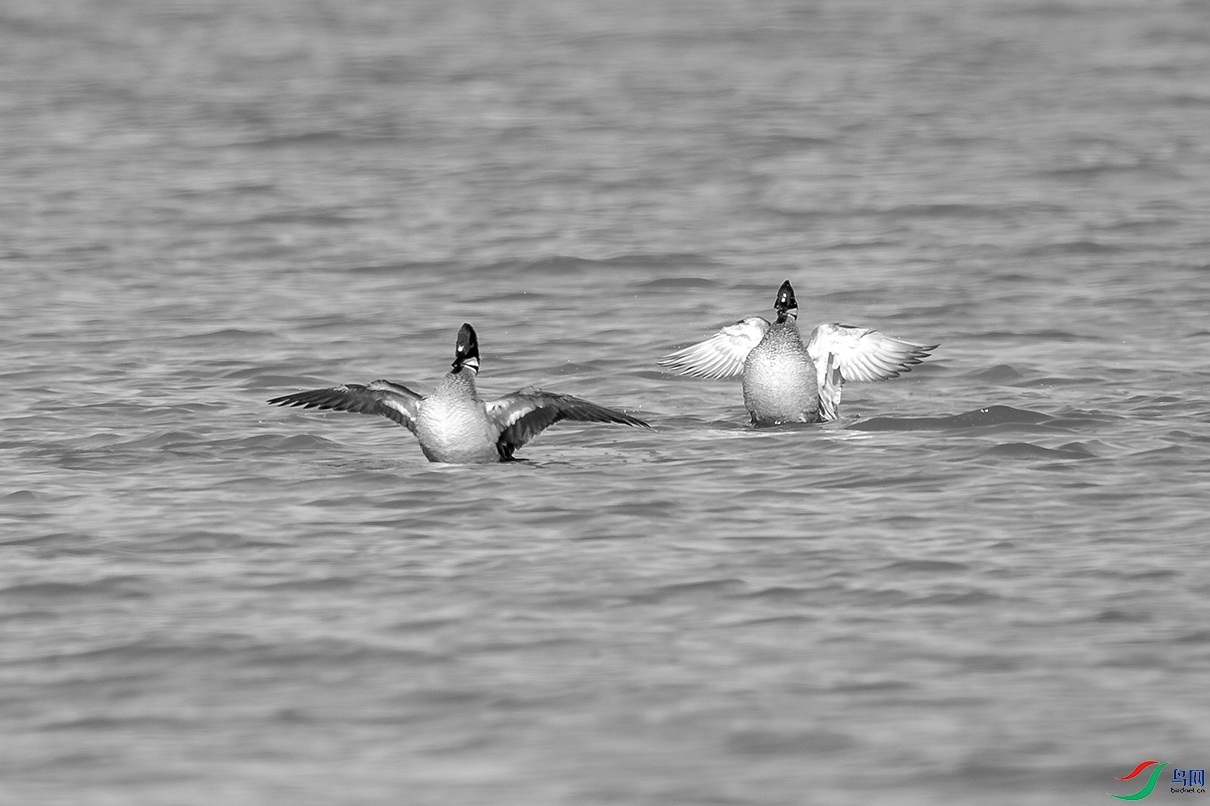 _DSC43070.jpg