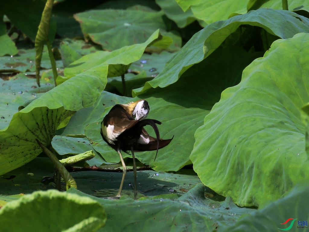 DSC20240622705.jpg