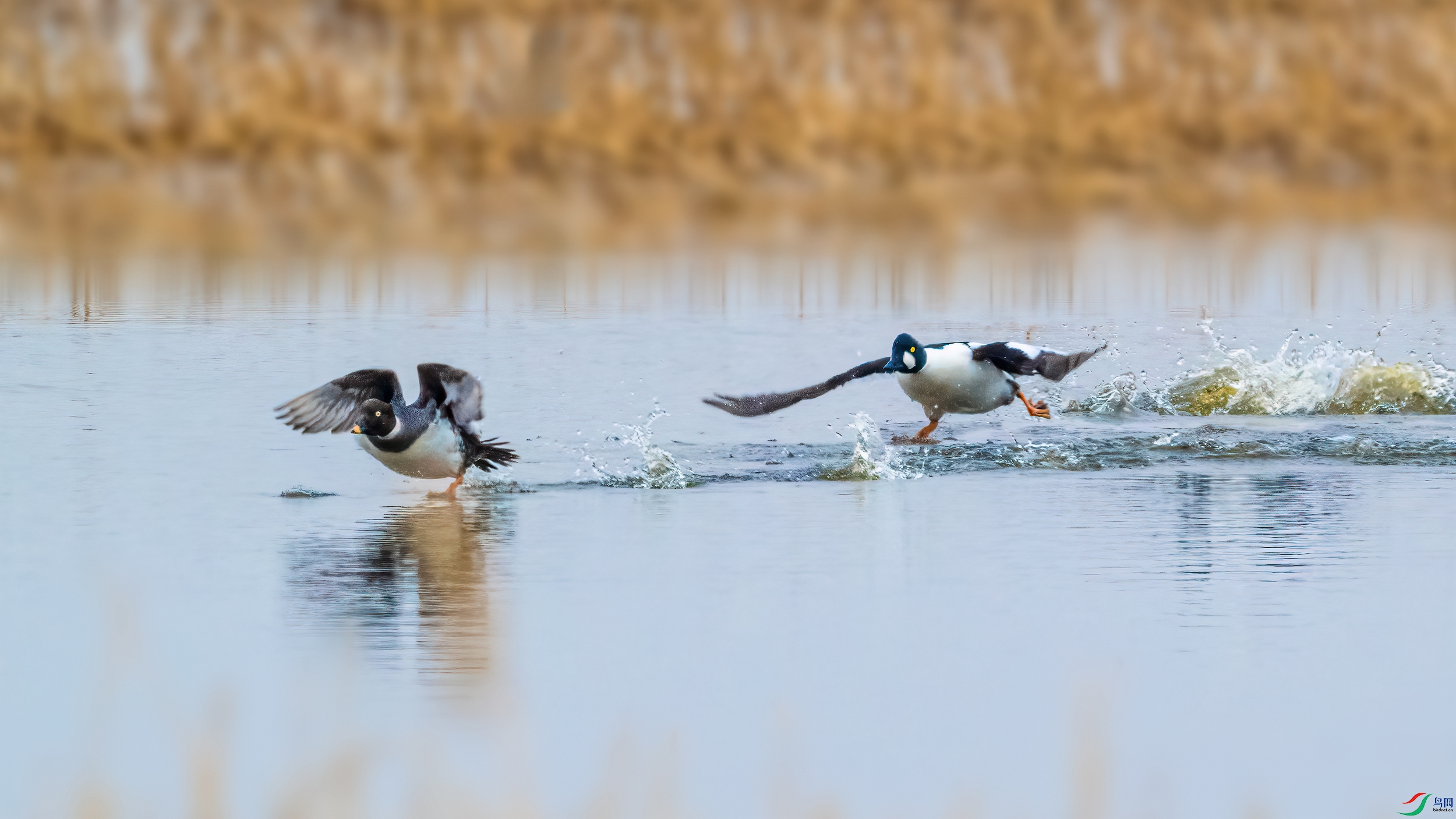 ��ƬDSC_2949 ����.jpg