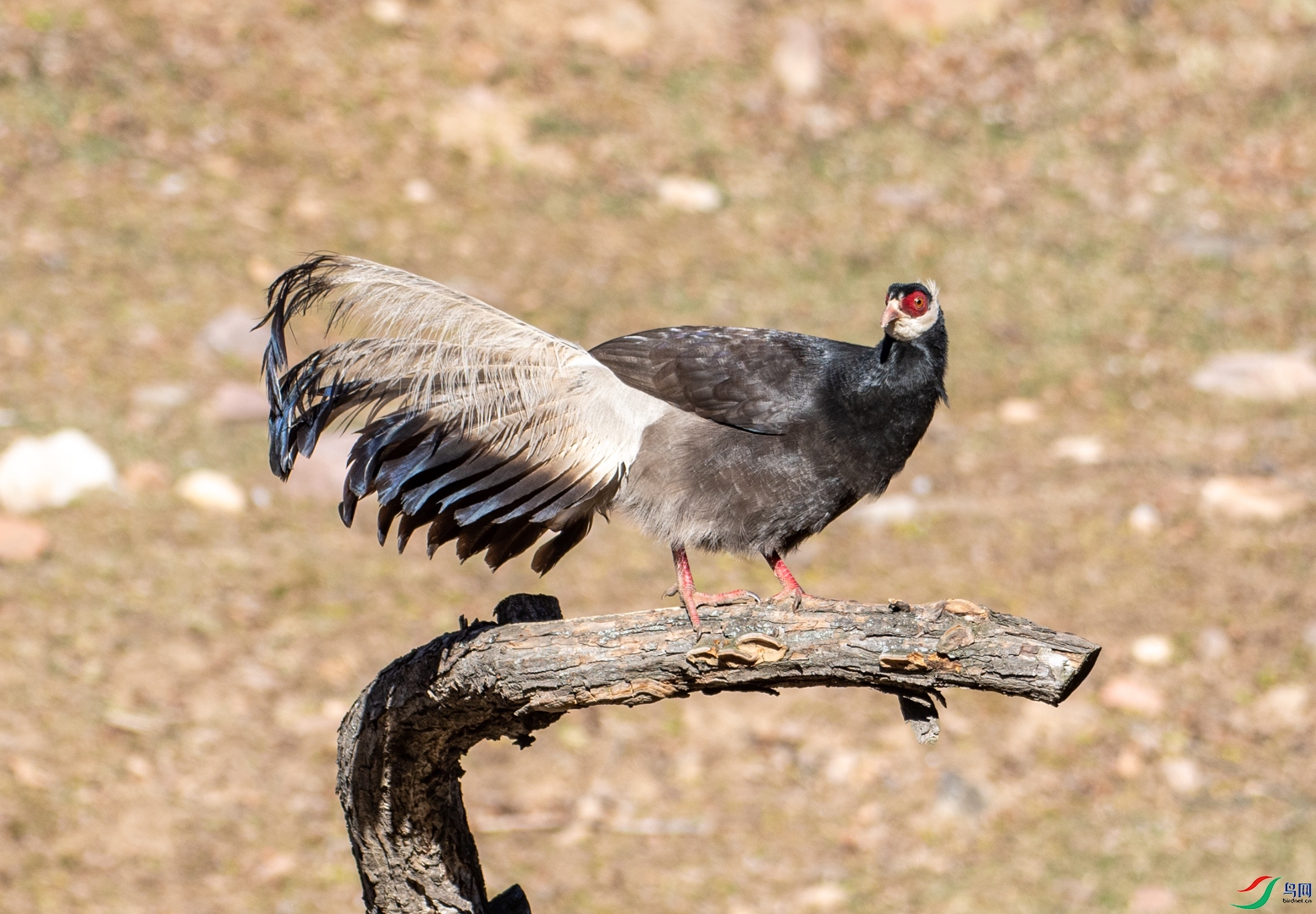 DSC_6271.jpg