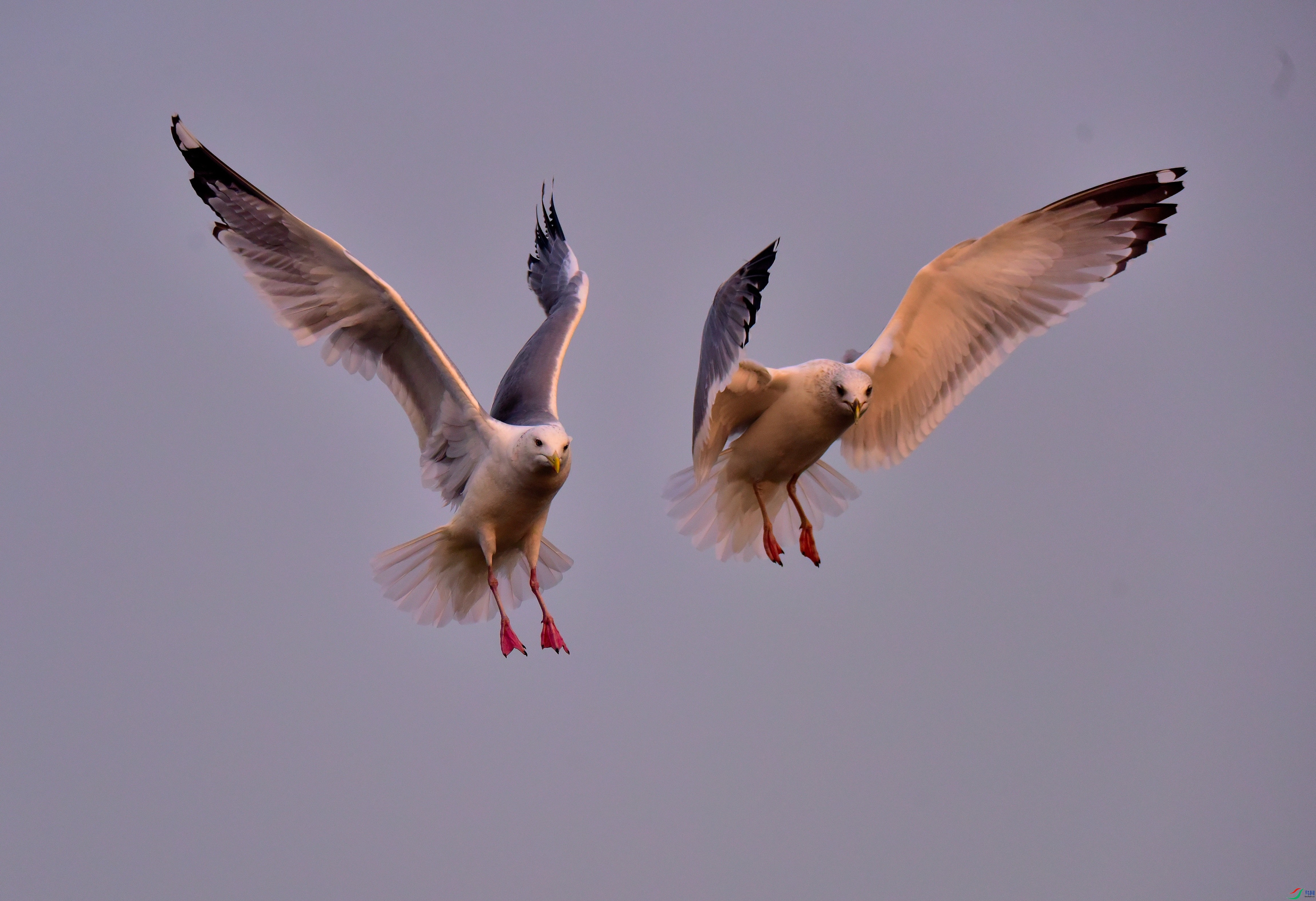 DSC_4589-2019-1-13_01.JPG