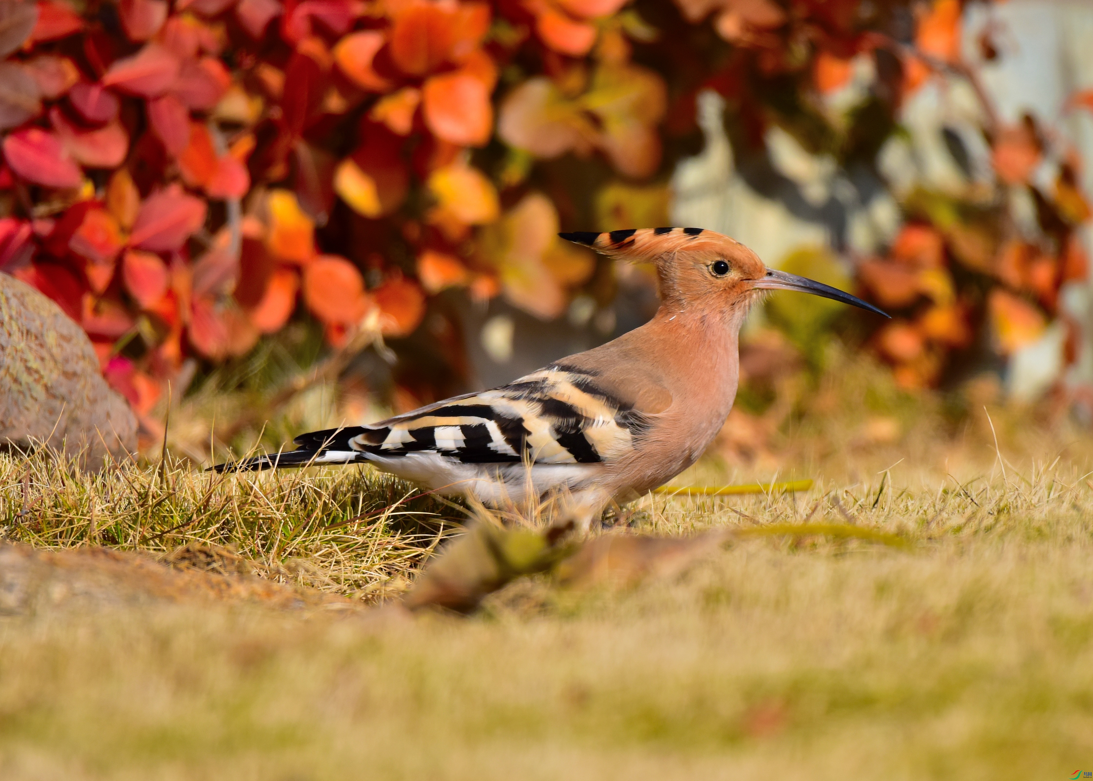 DSC_5644-17-12-4.JPG