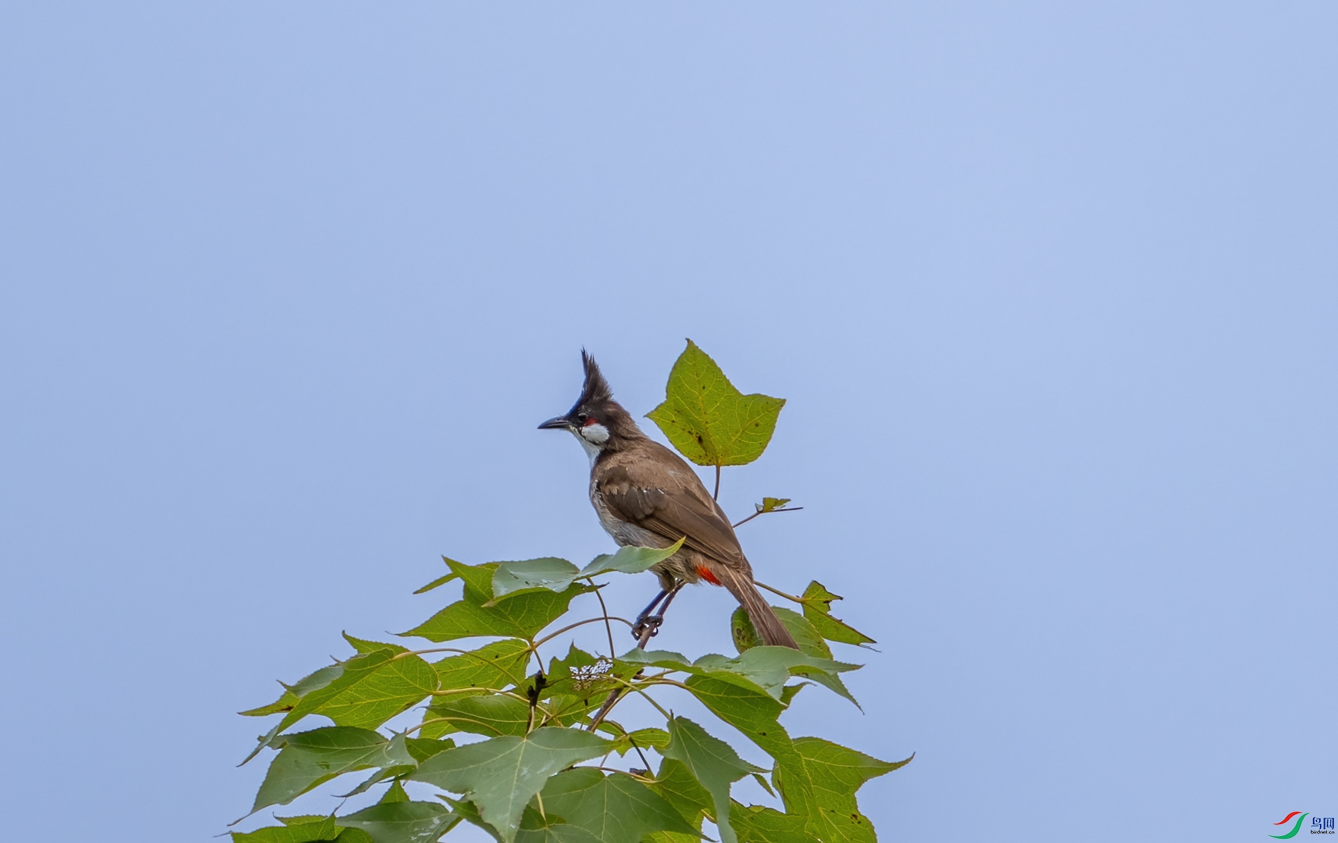 DSC_3219-1.jpg