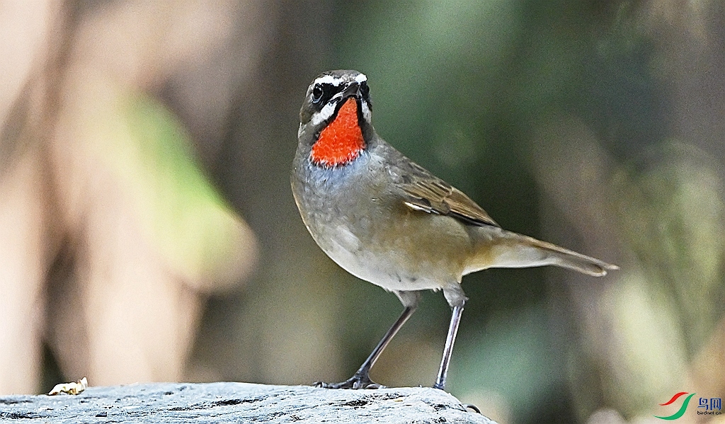 DSC_2441.JPG