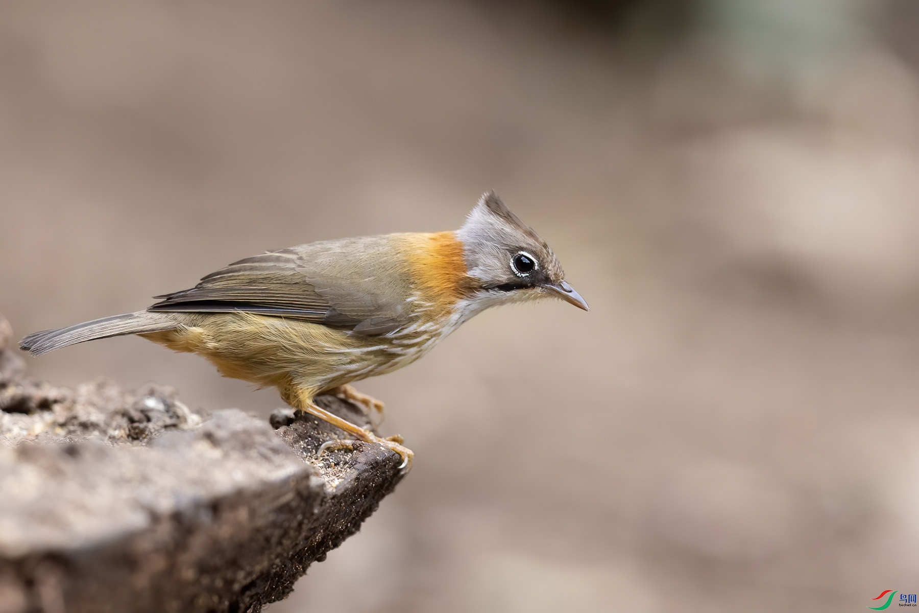 �ƾ�����