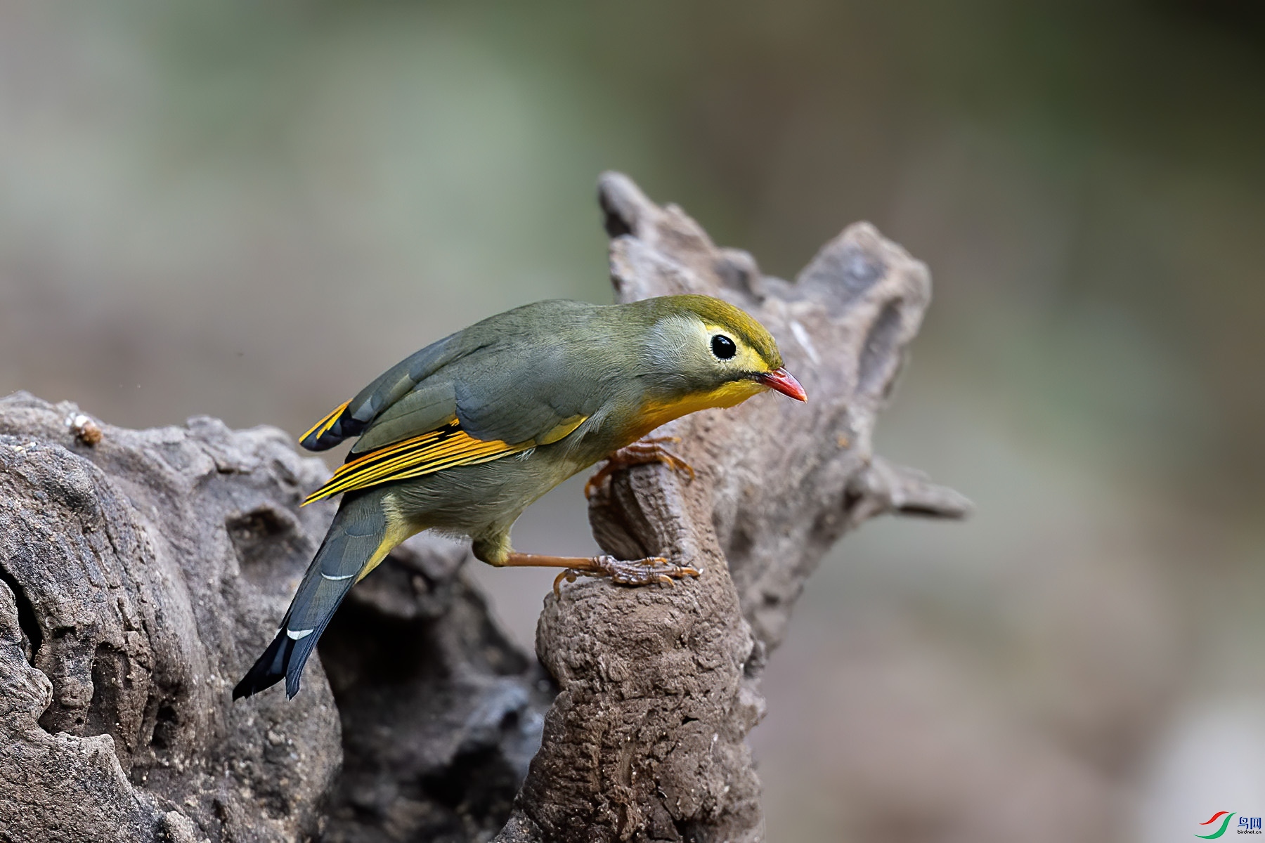 ������˼