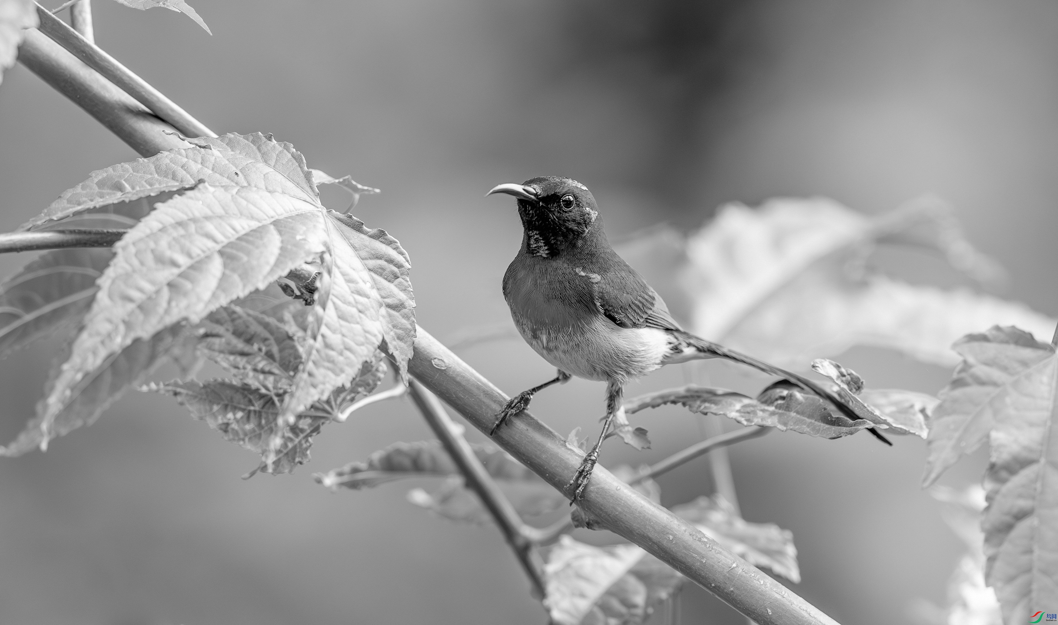 412A0376-����ǿ-����-1-1-2_����=00.jpg