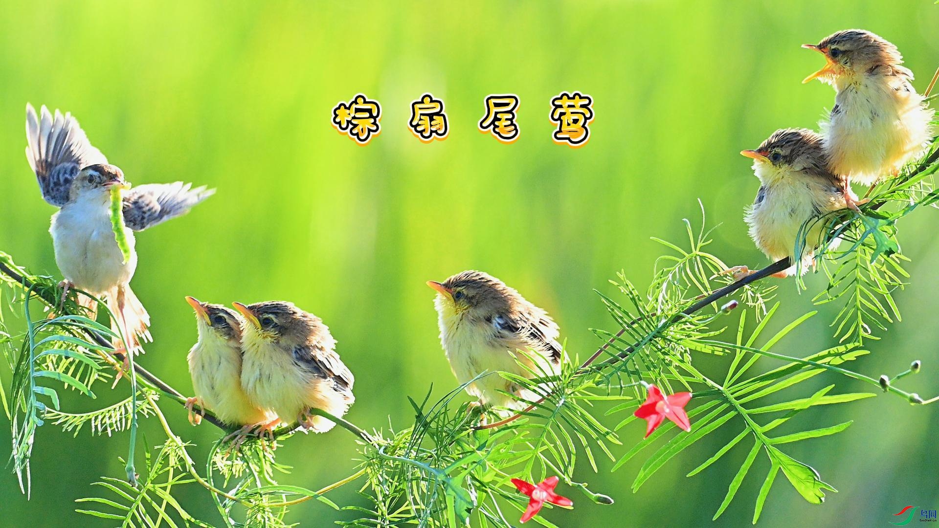 ����βݺ