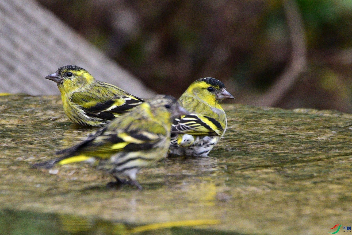 DSC_6165.JPG