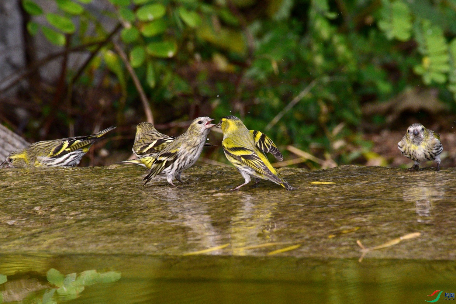 DSC_6236.JPG