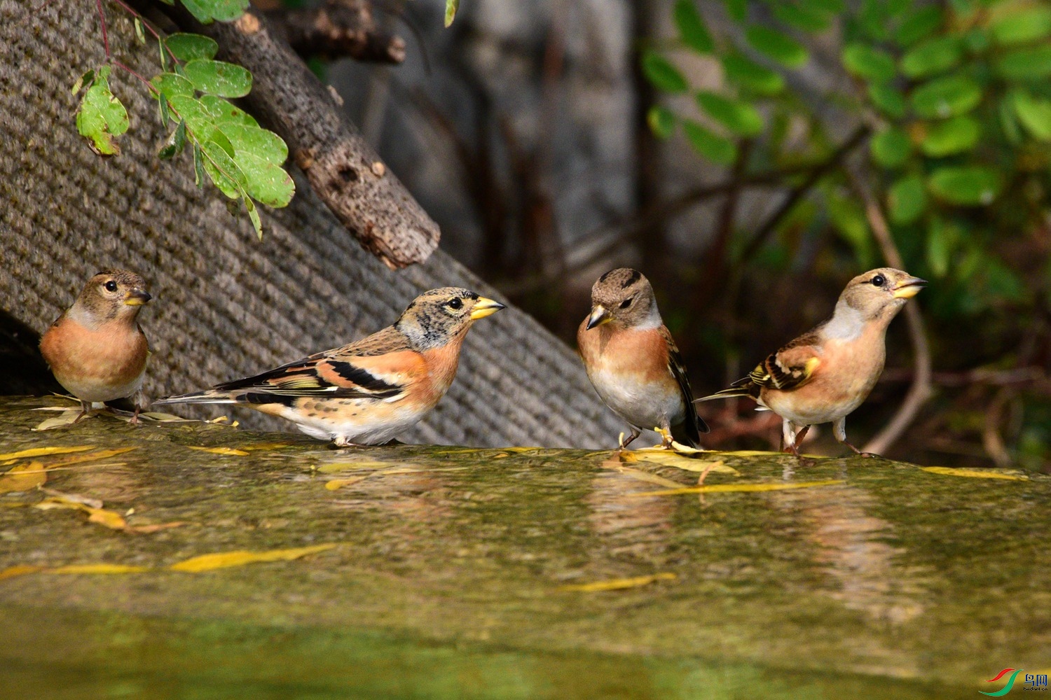 DSC_6424.JPG
