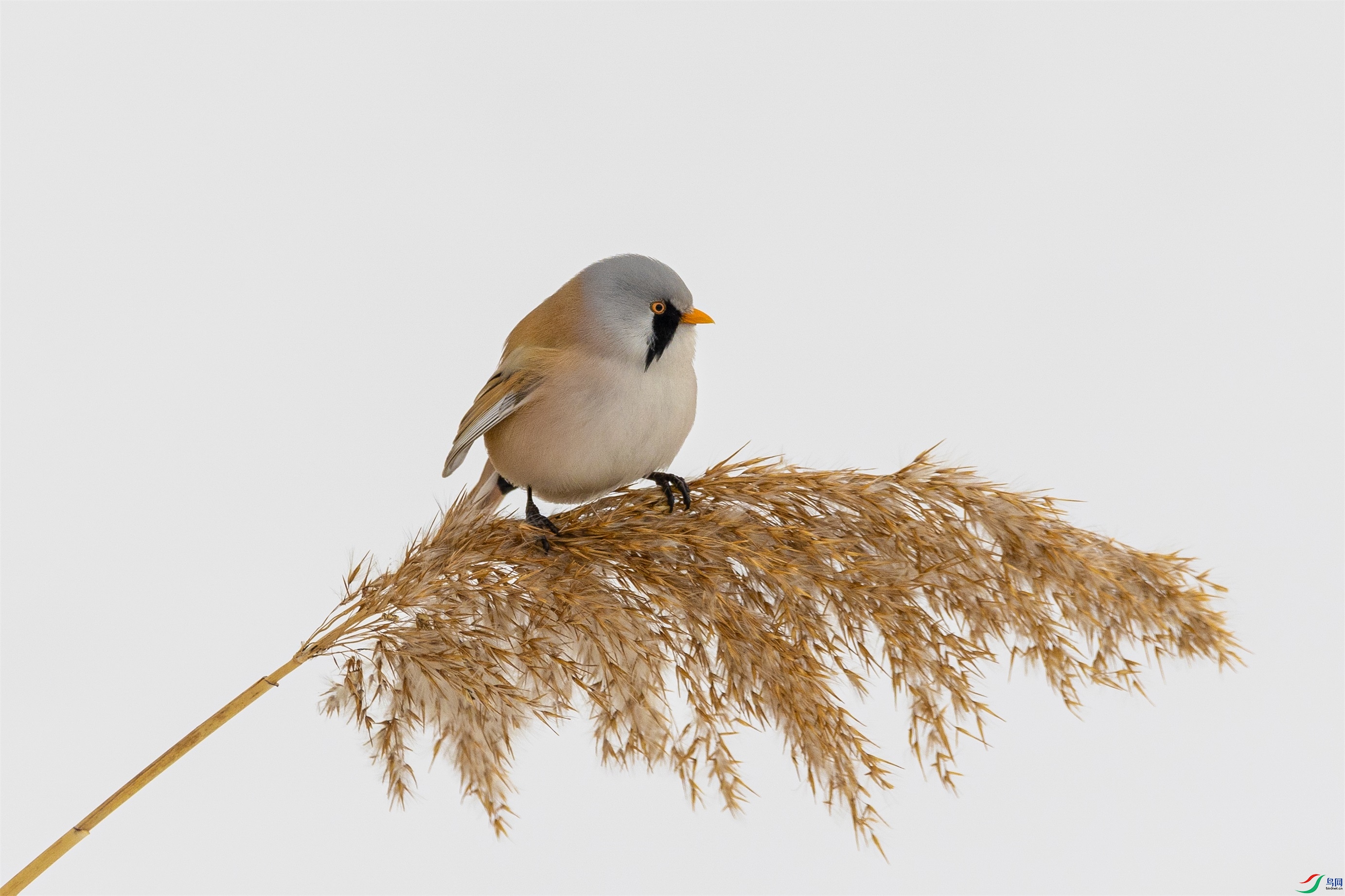 1K3A7302 ����1.jpg