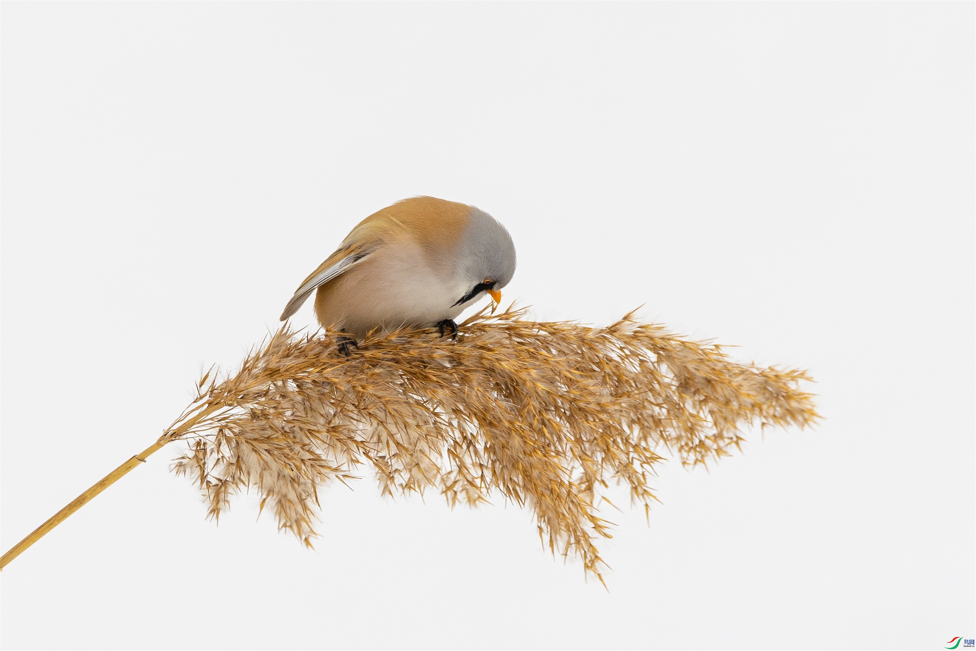 1K3A7309 ����1.jpg