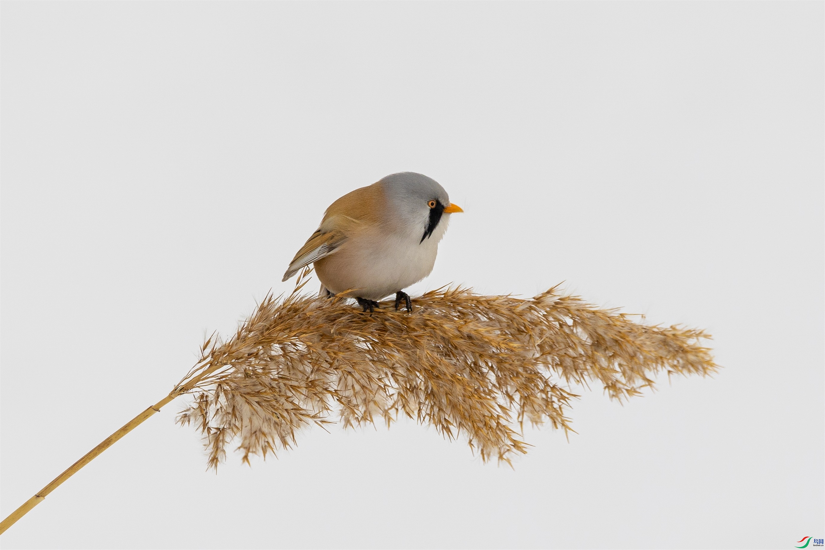 1K3A7310 ����1.jpg