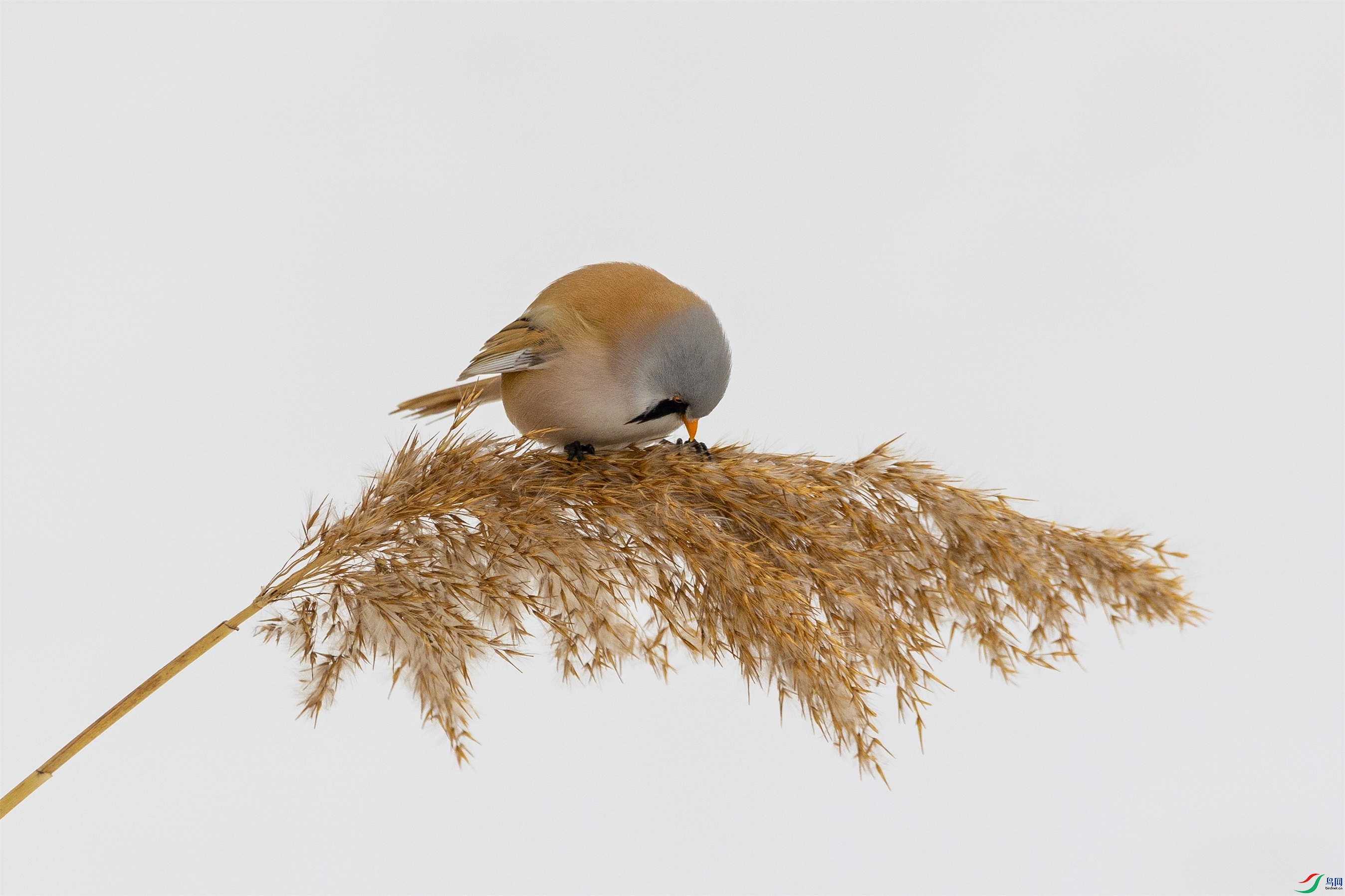 1K3A7312 ����1.jpg