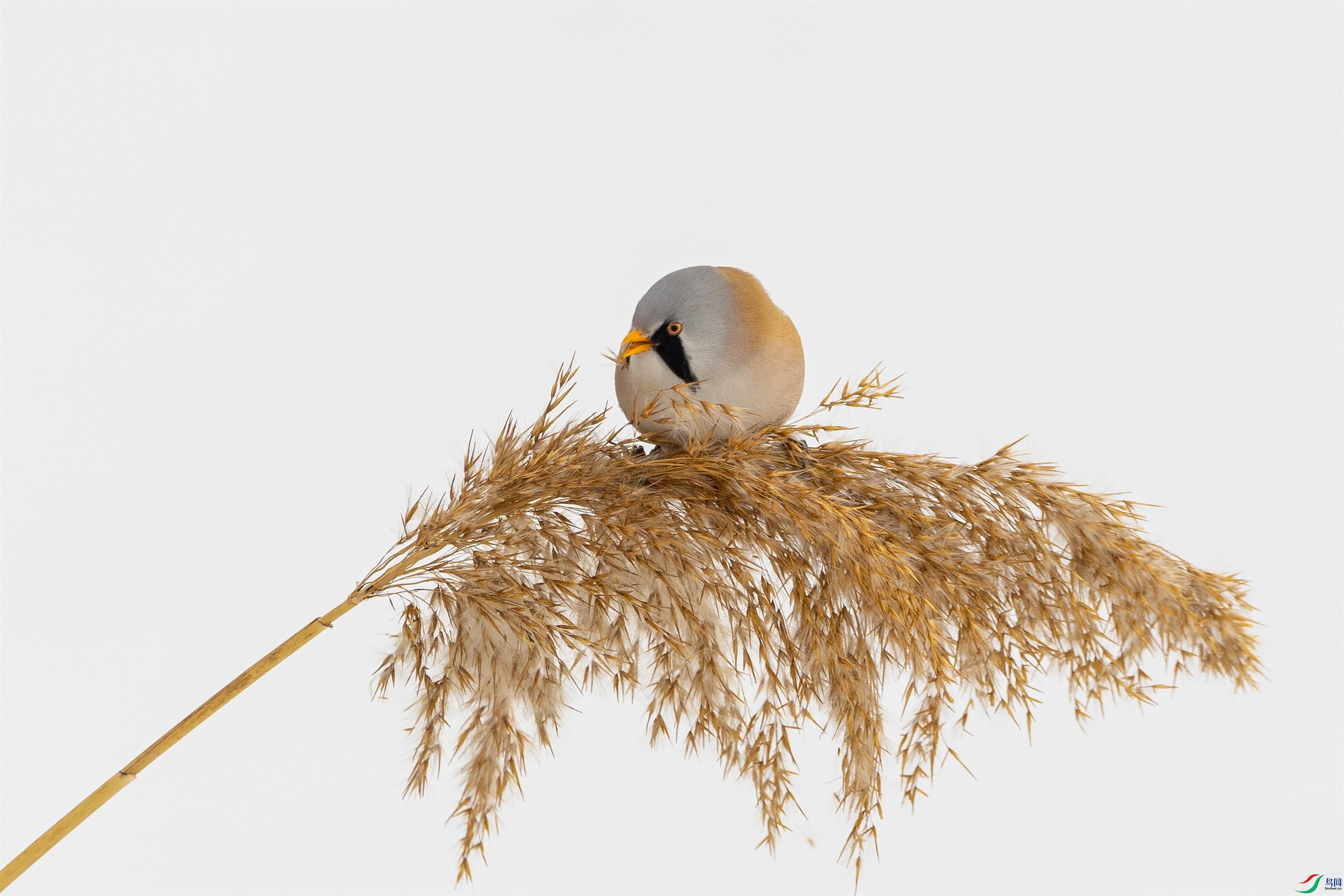 1K3A7325 ����1.jpg