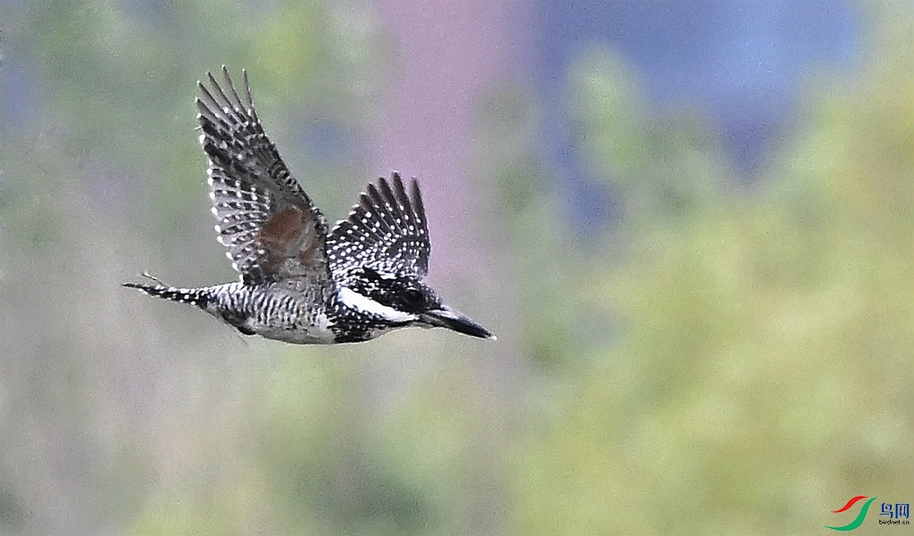 DSC_0203.JPG