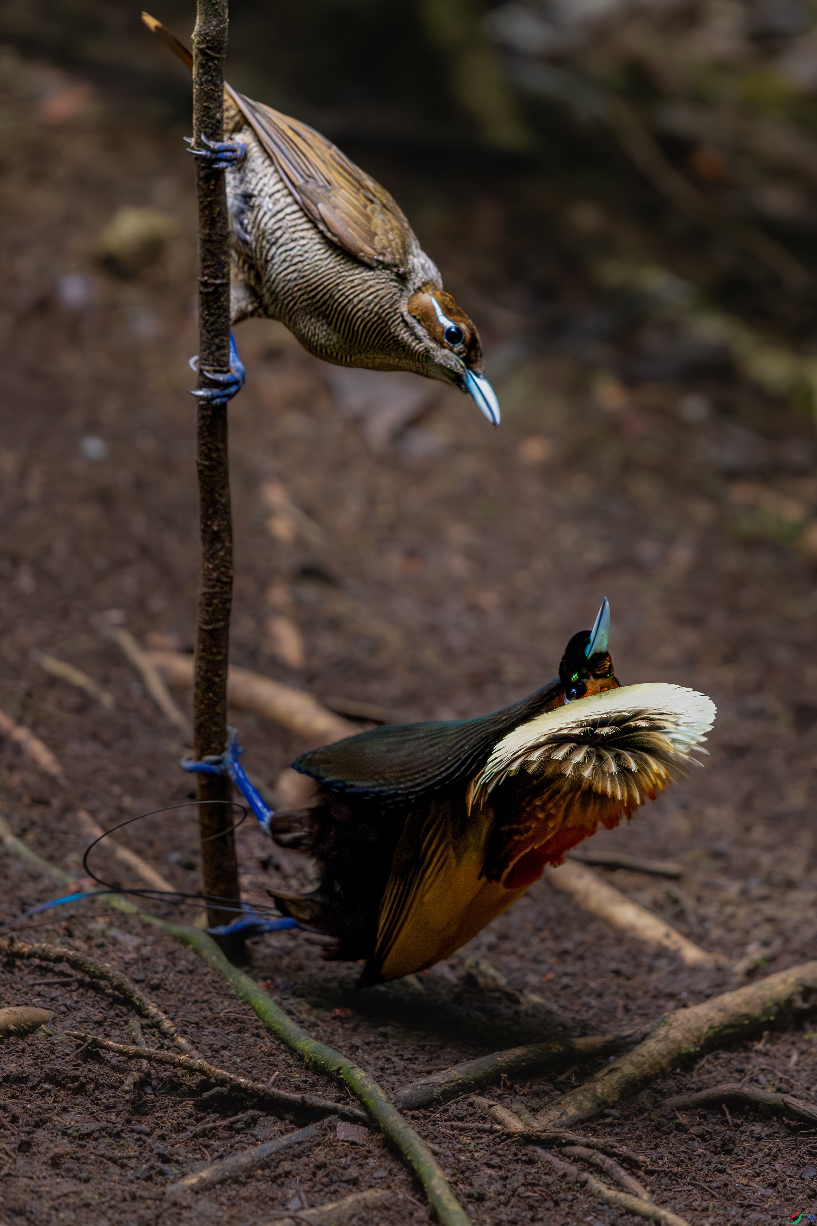 _Z9A7355-����ǿ-NR.jpg