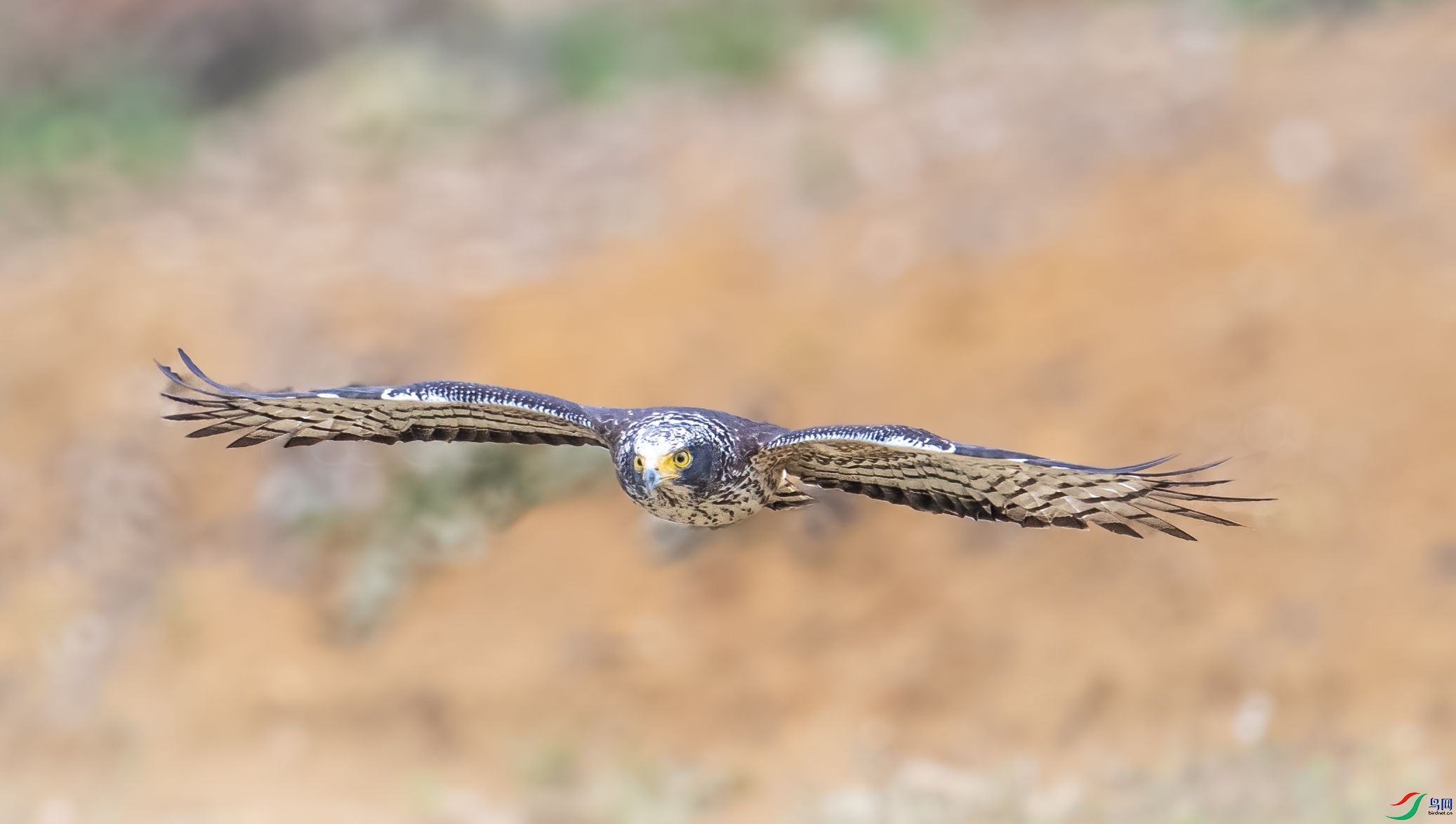 DSC_7960-1.jpg