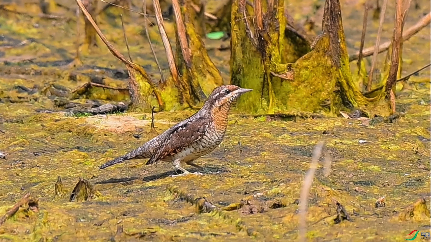 ��μ���������� 1����.jpg