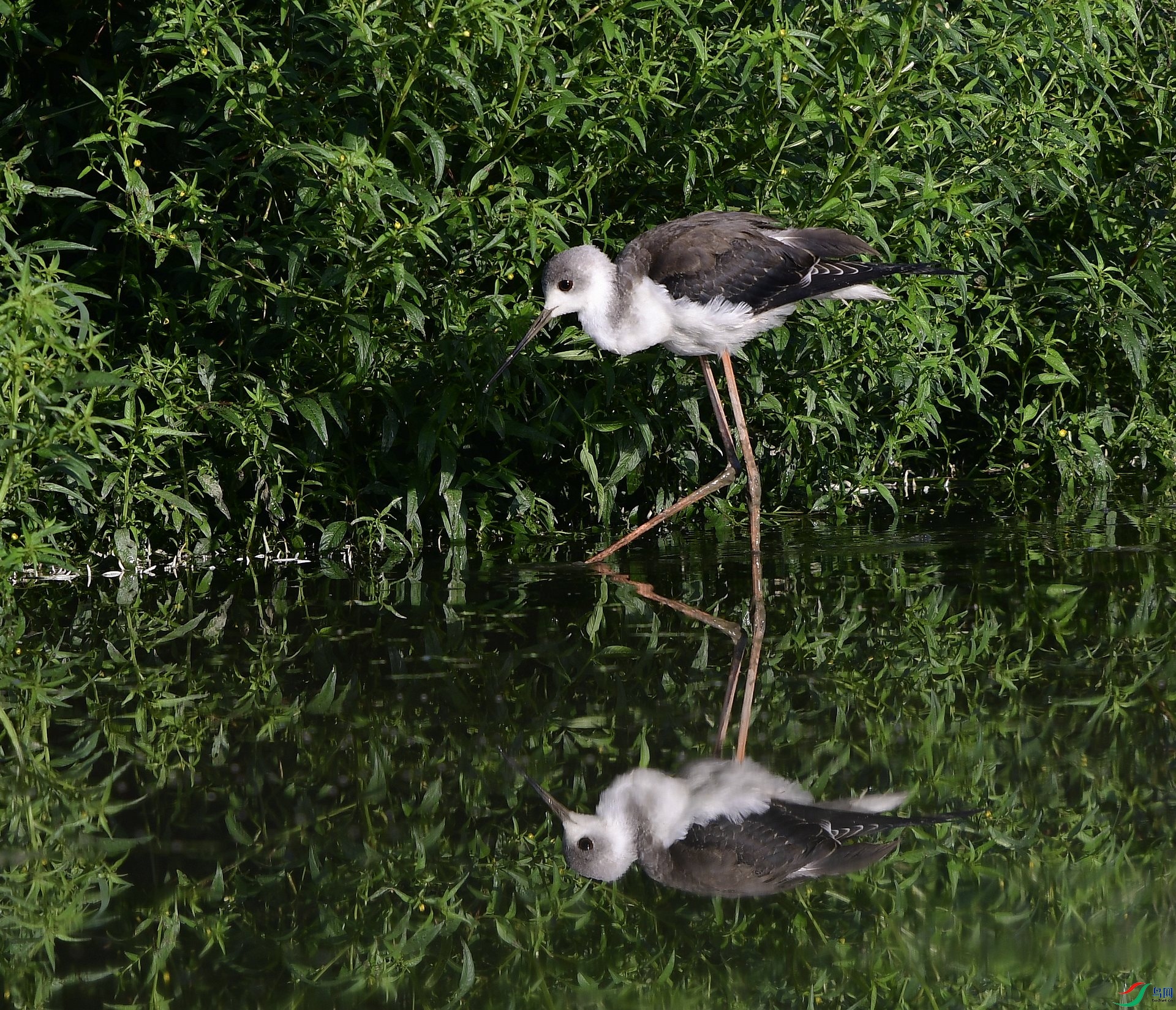_D5D0628.jpg