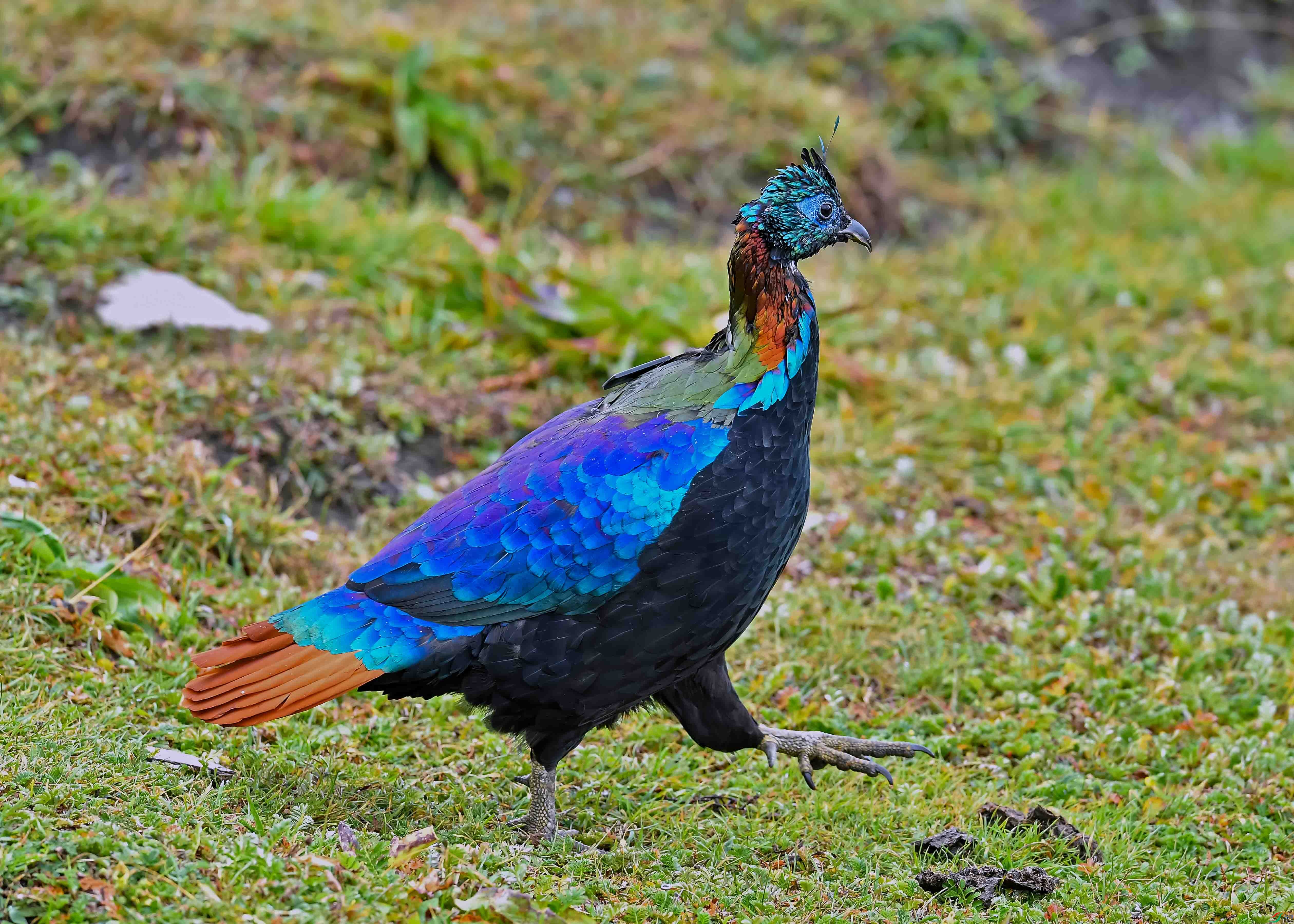 DSC_2218.jpg