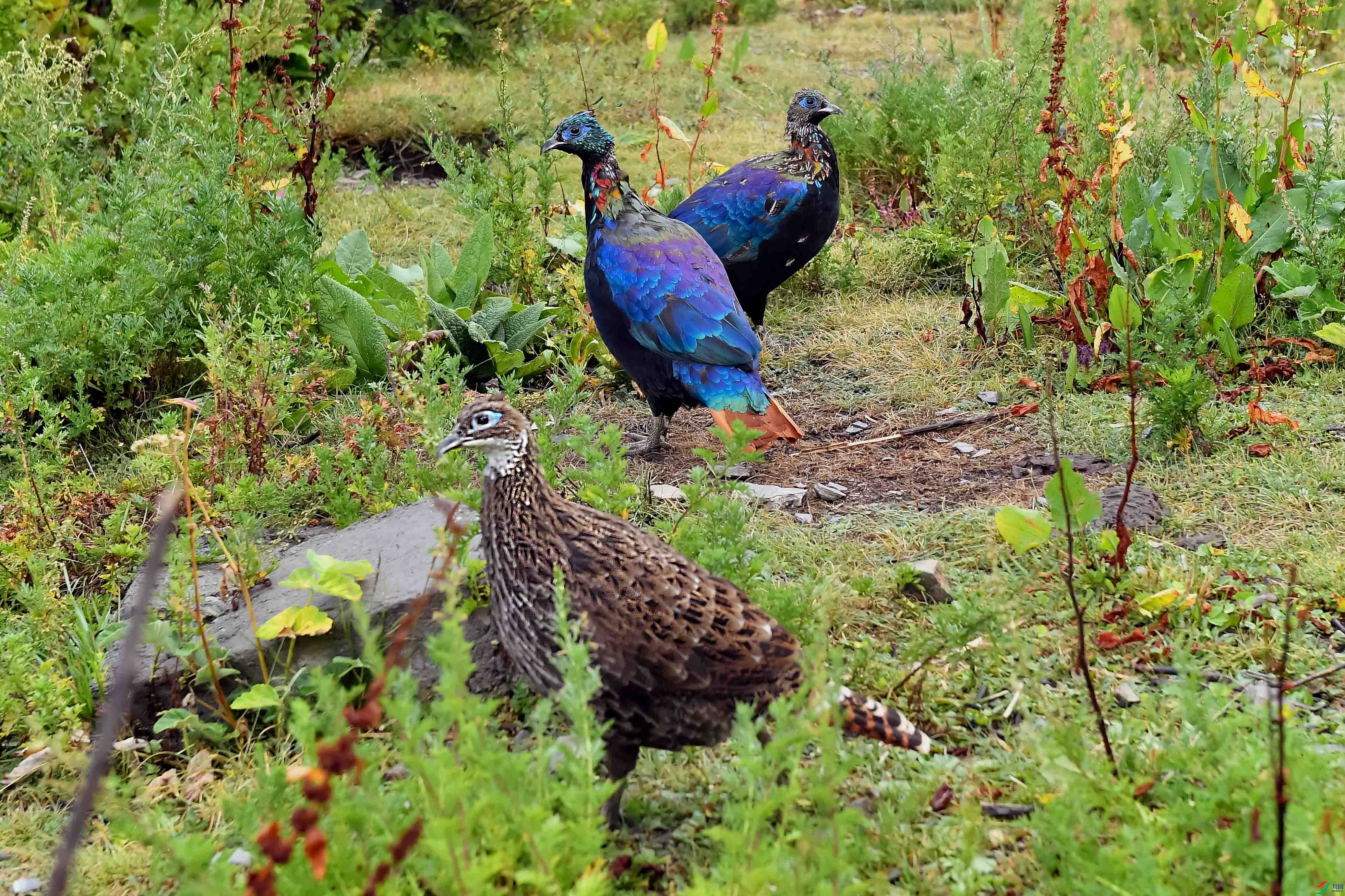 DSC_2185.jpg