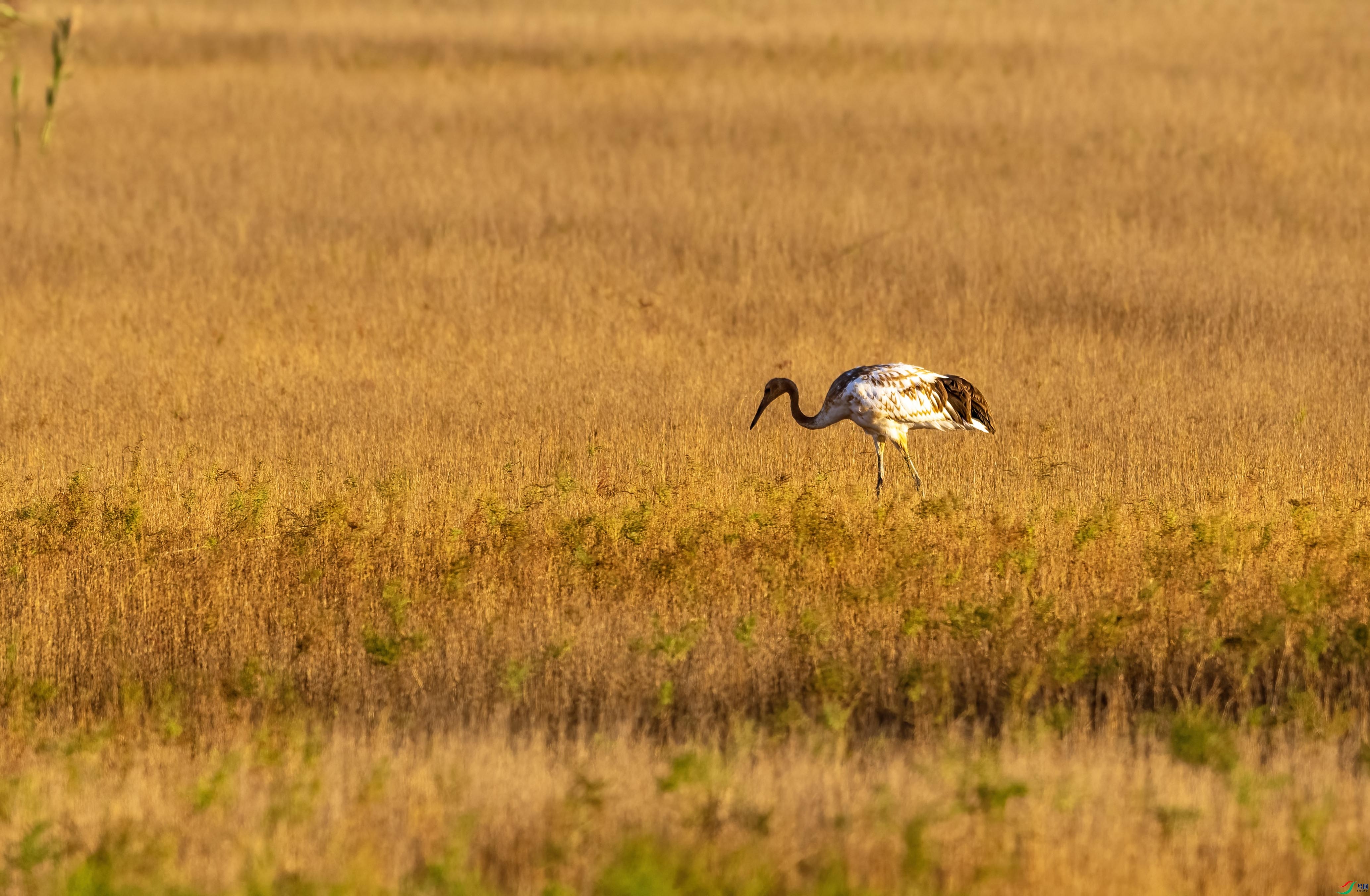 DSC_0468 ����.jpg