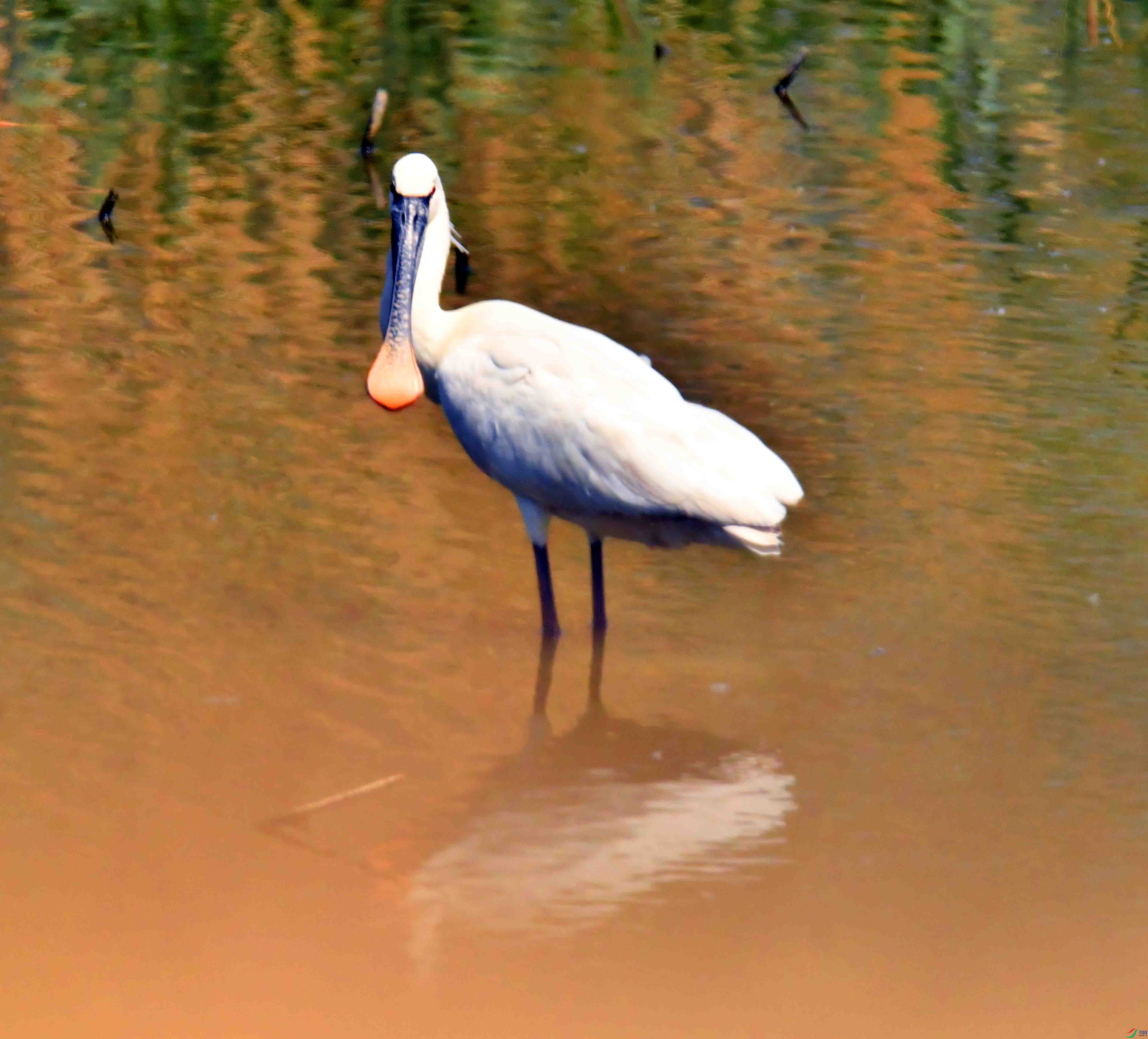 DSC_0148.JPG