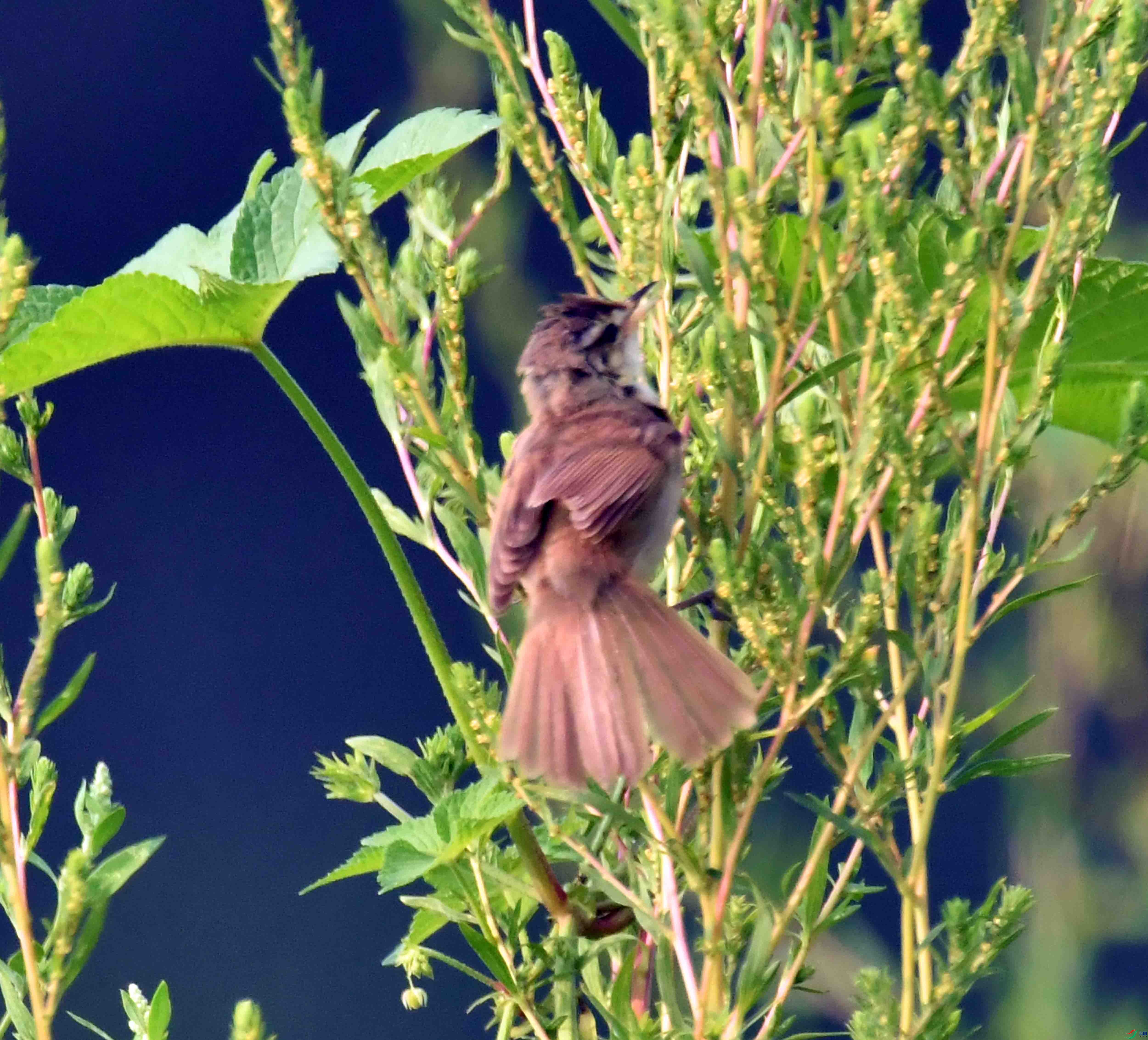 DSC_2235.JPG
