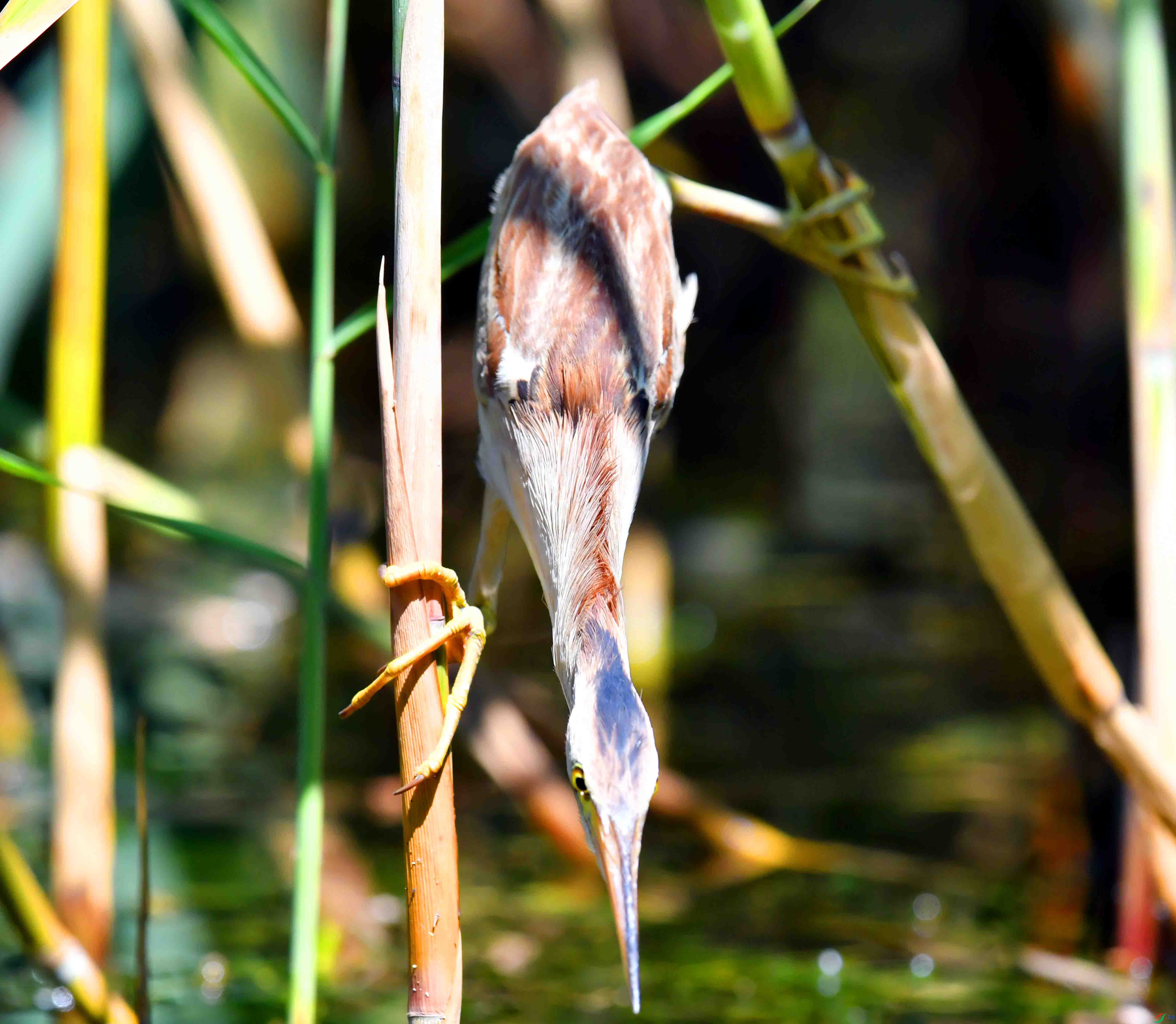 DSC_4475.JPG