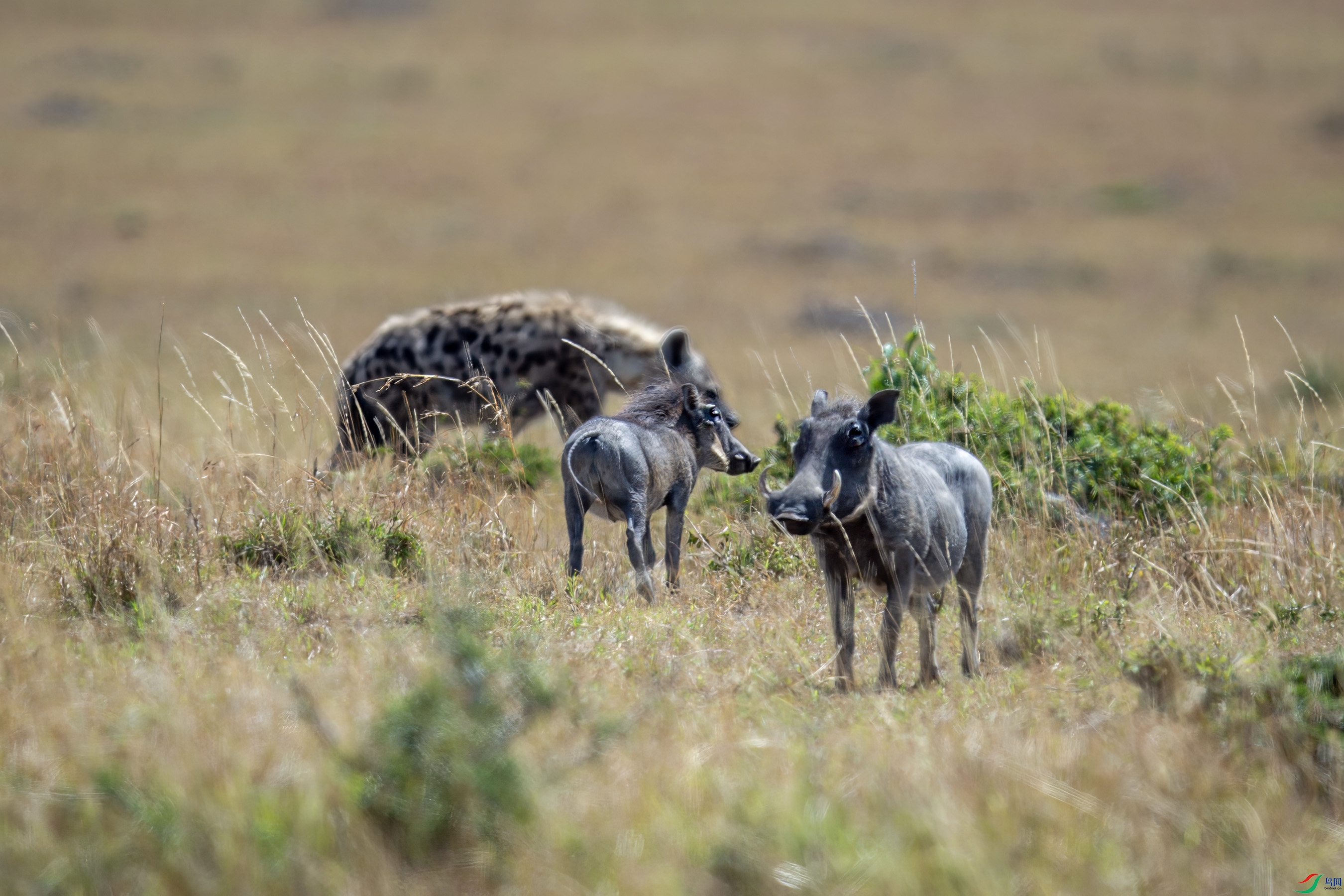 DSC_8285 ����.jpg