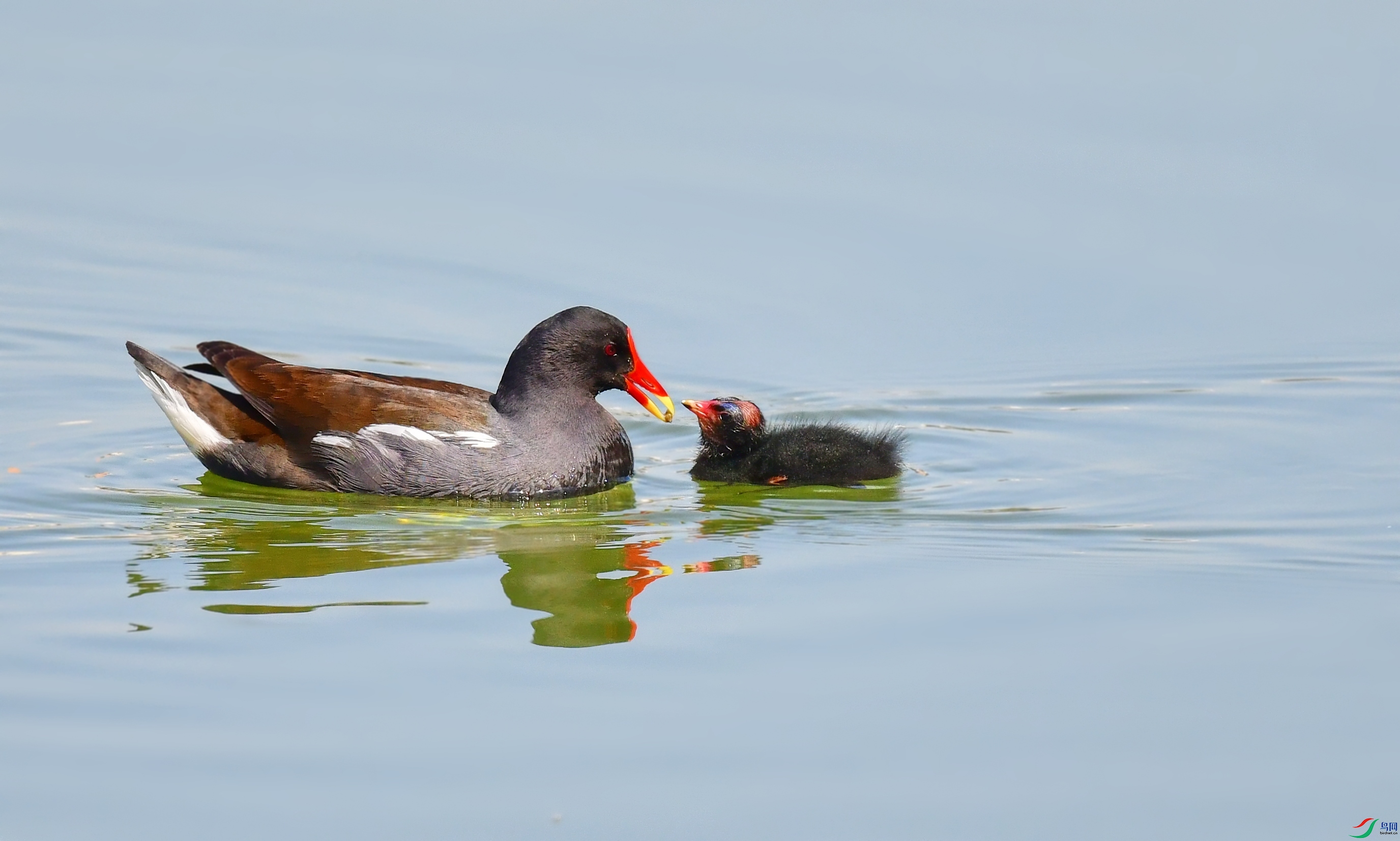 DSC_2381_conew1.jpg