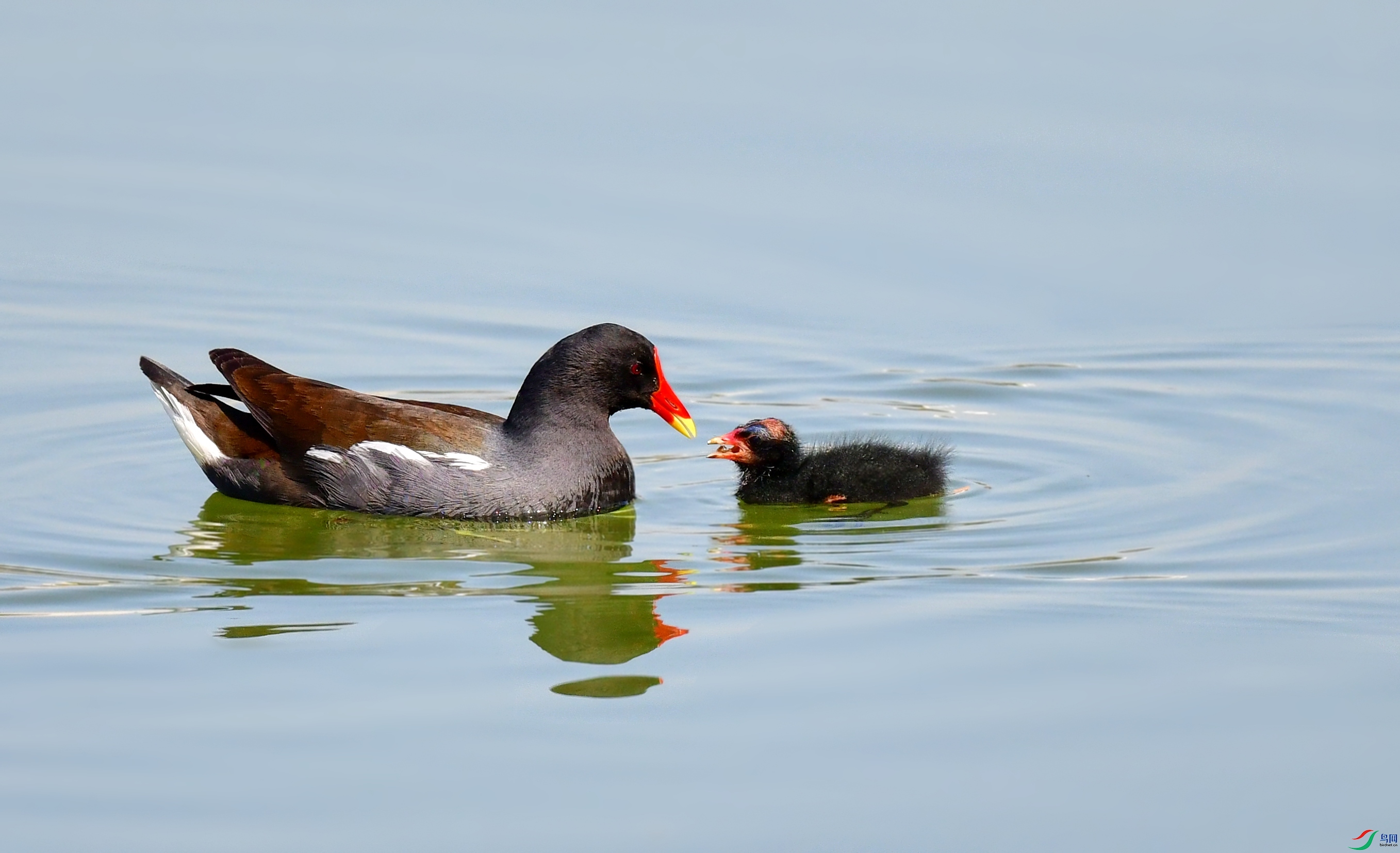 DSC_2384_conew1.jpg