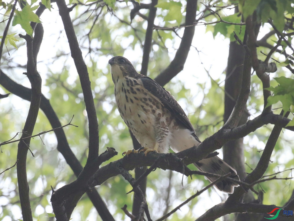 DSC20240712036.jpg