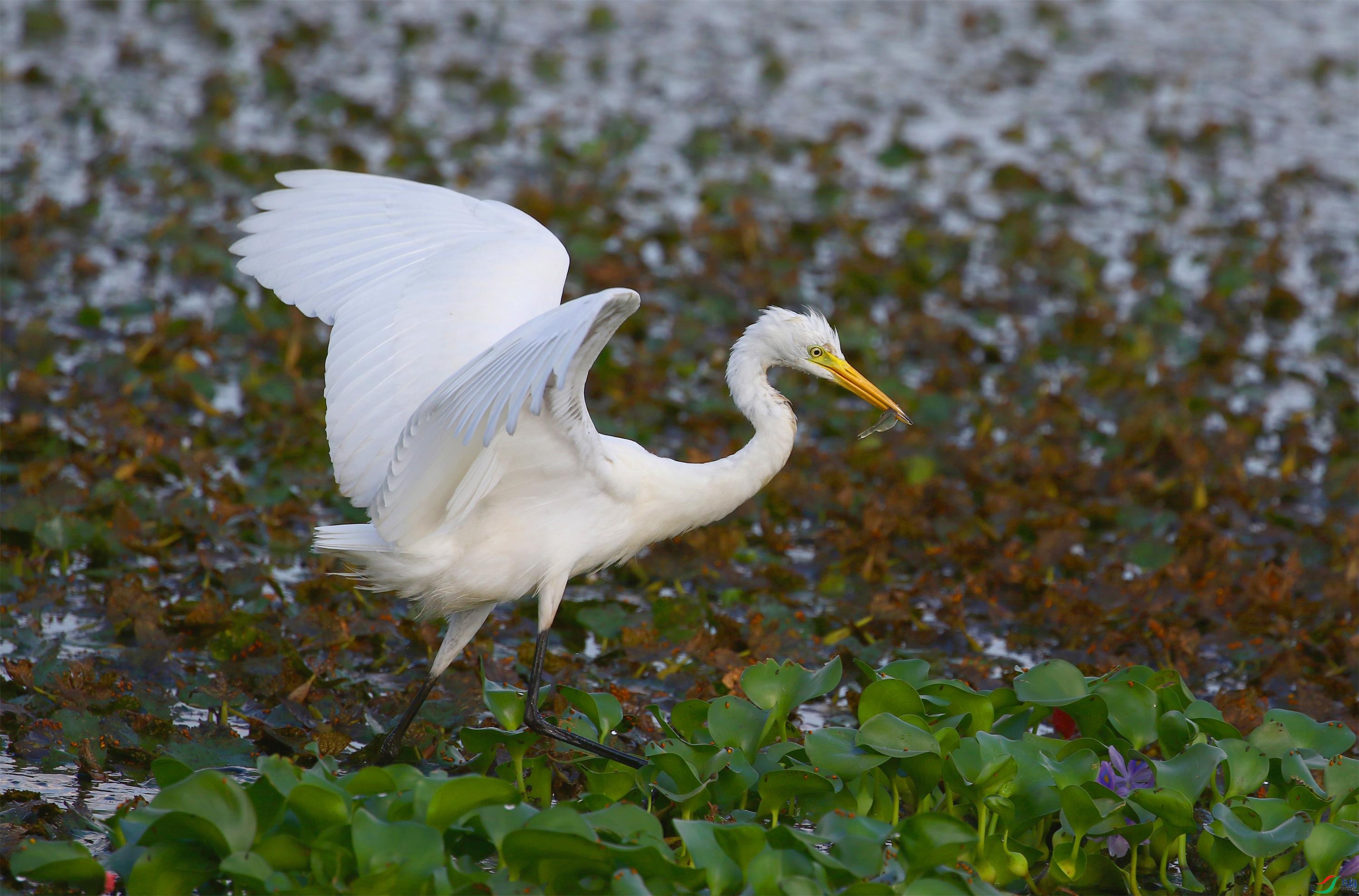 A33A2216.JPG