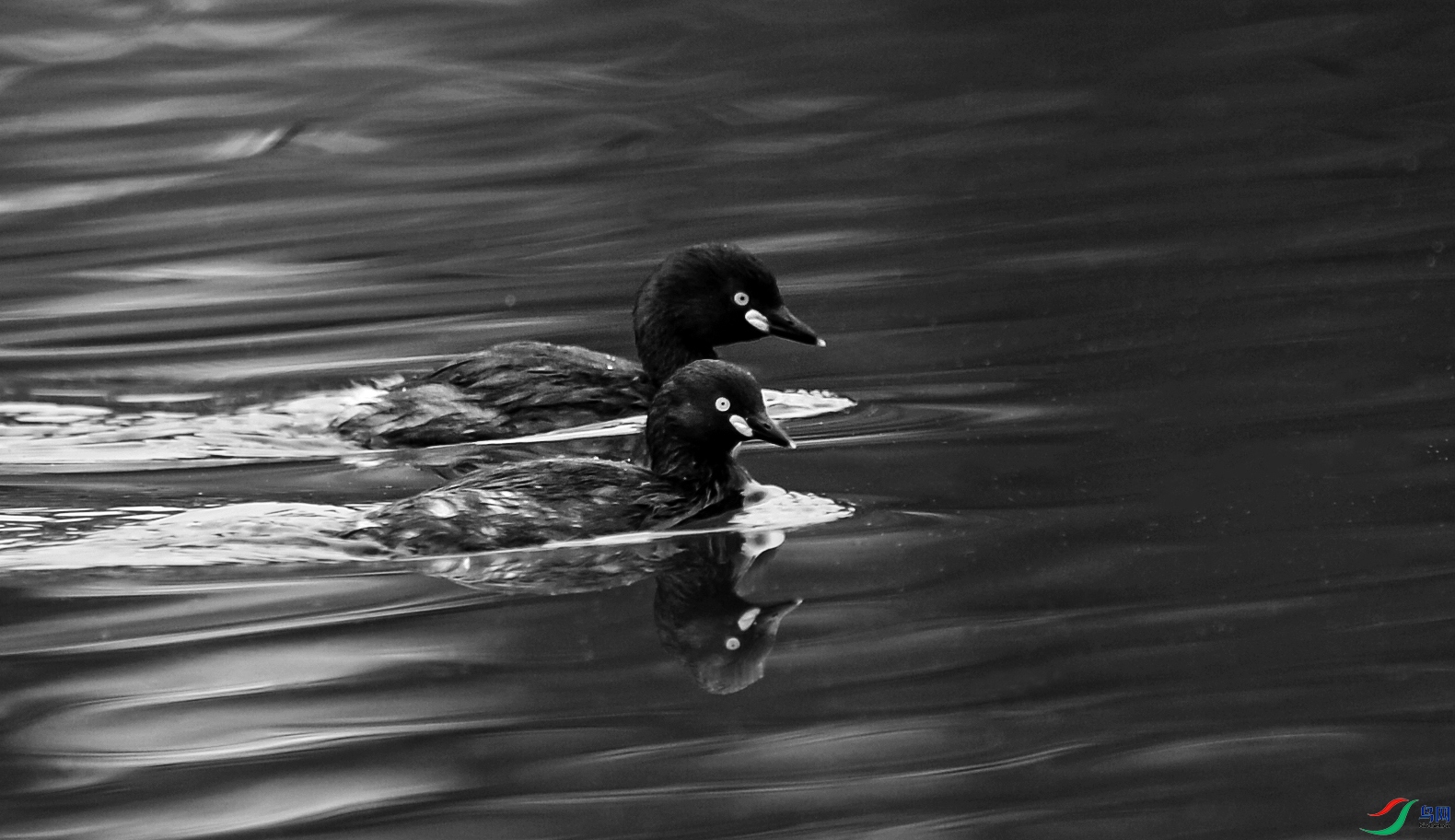 DSC_7184.jpg
