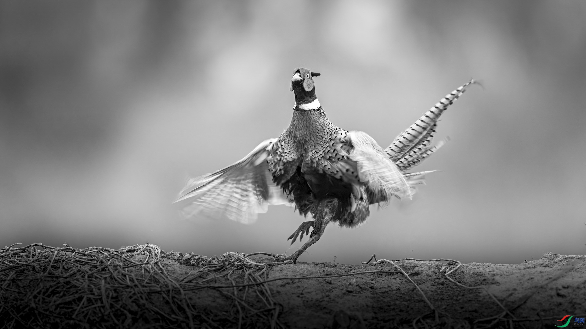 1-XXI_1828-����ǿ-NR ����-1.jpeg