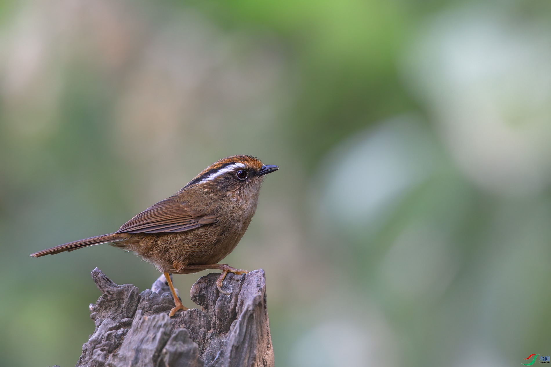AQ4P1772-1.jpg