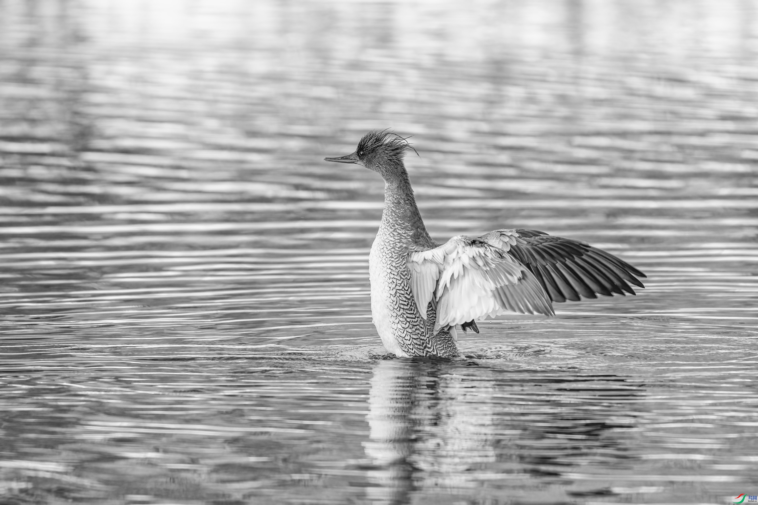 DSC04311 ����.jpg