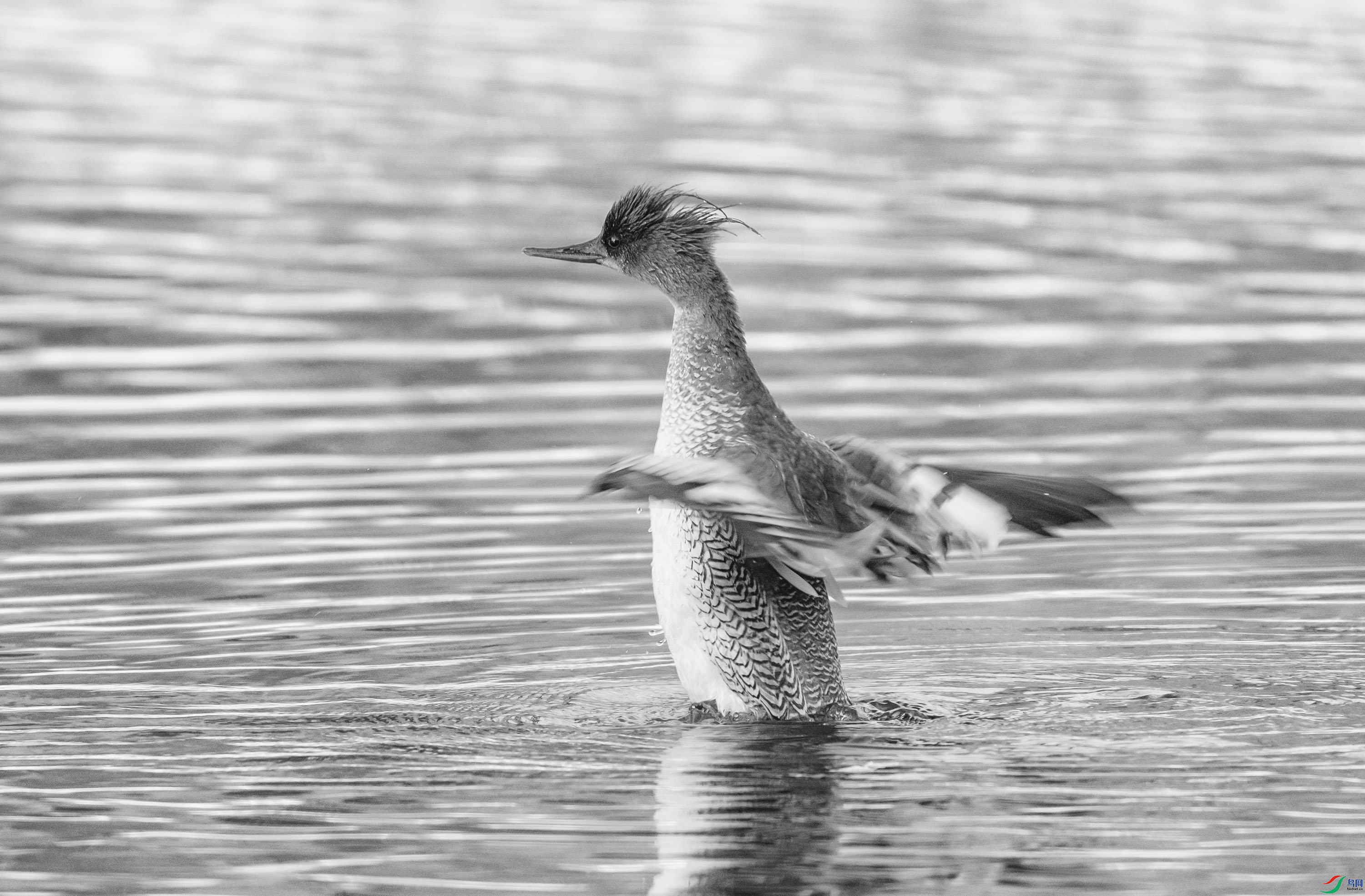 DSC04312 ����.jpg