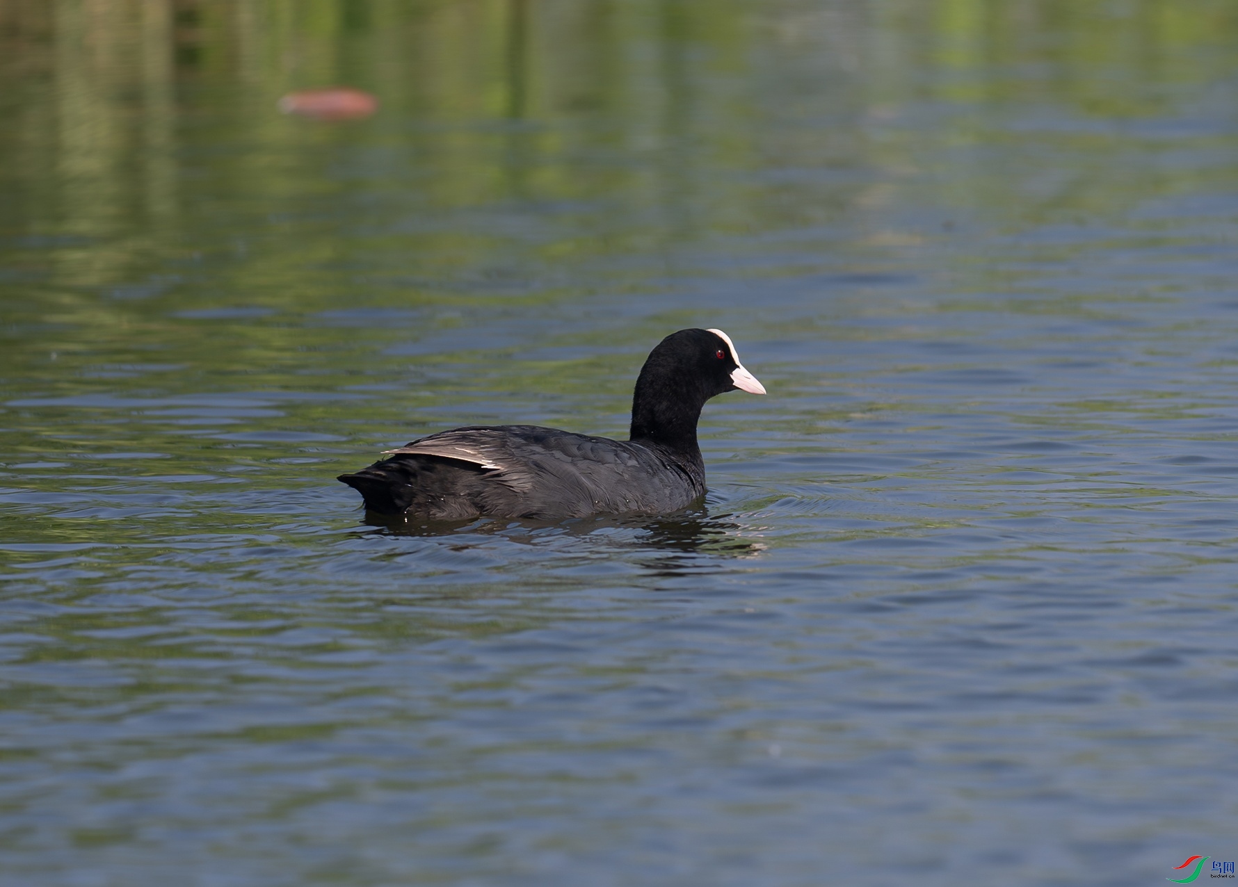 _DSC8669f.jpg