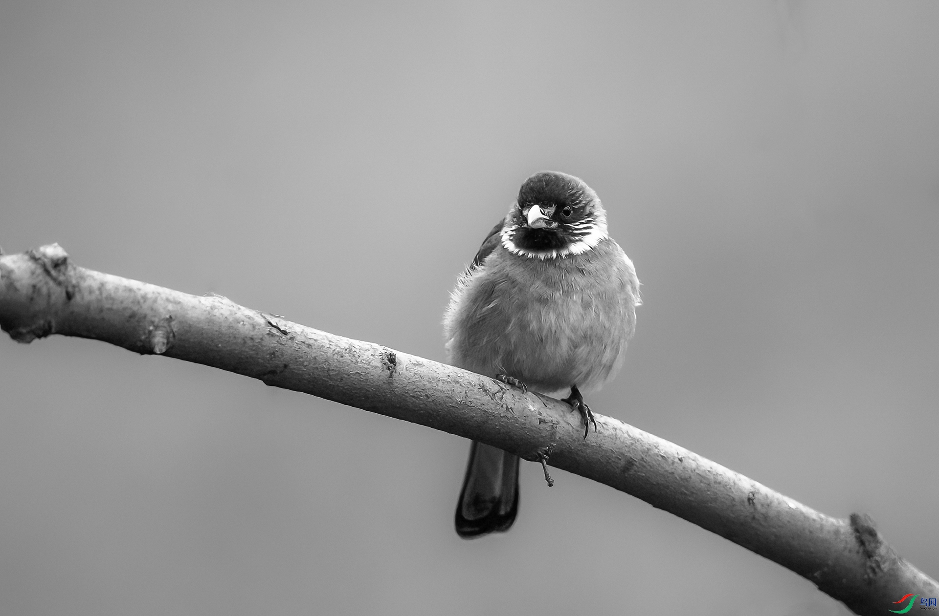 DSC_4960-1.jpg