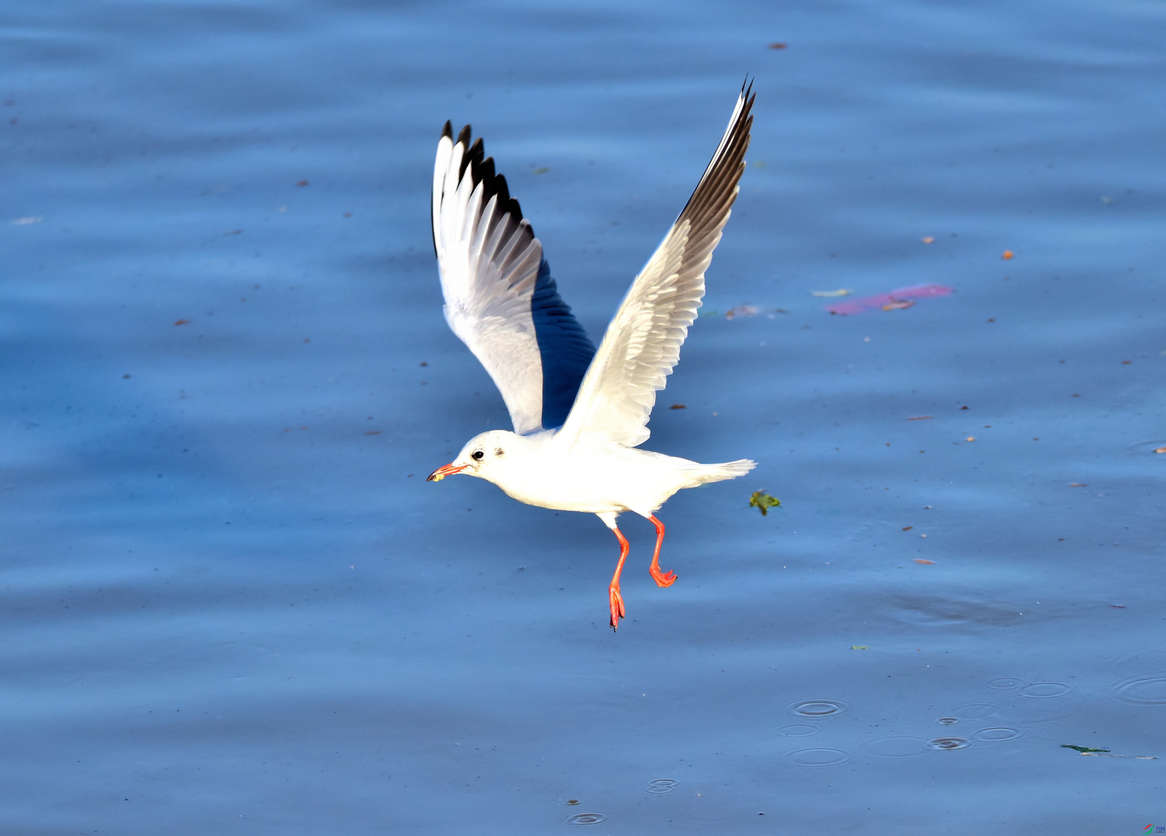 DSC_1843.JPG