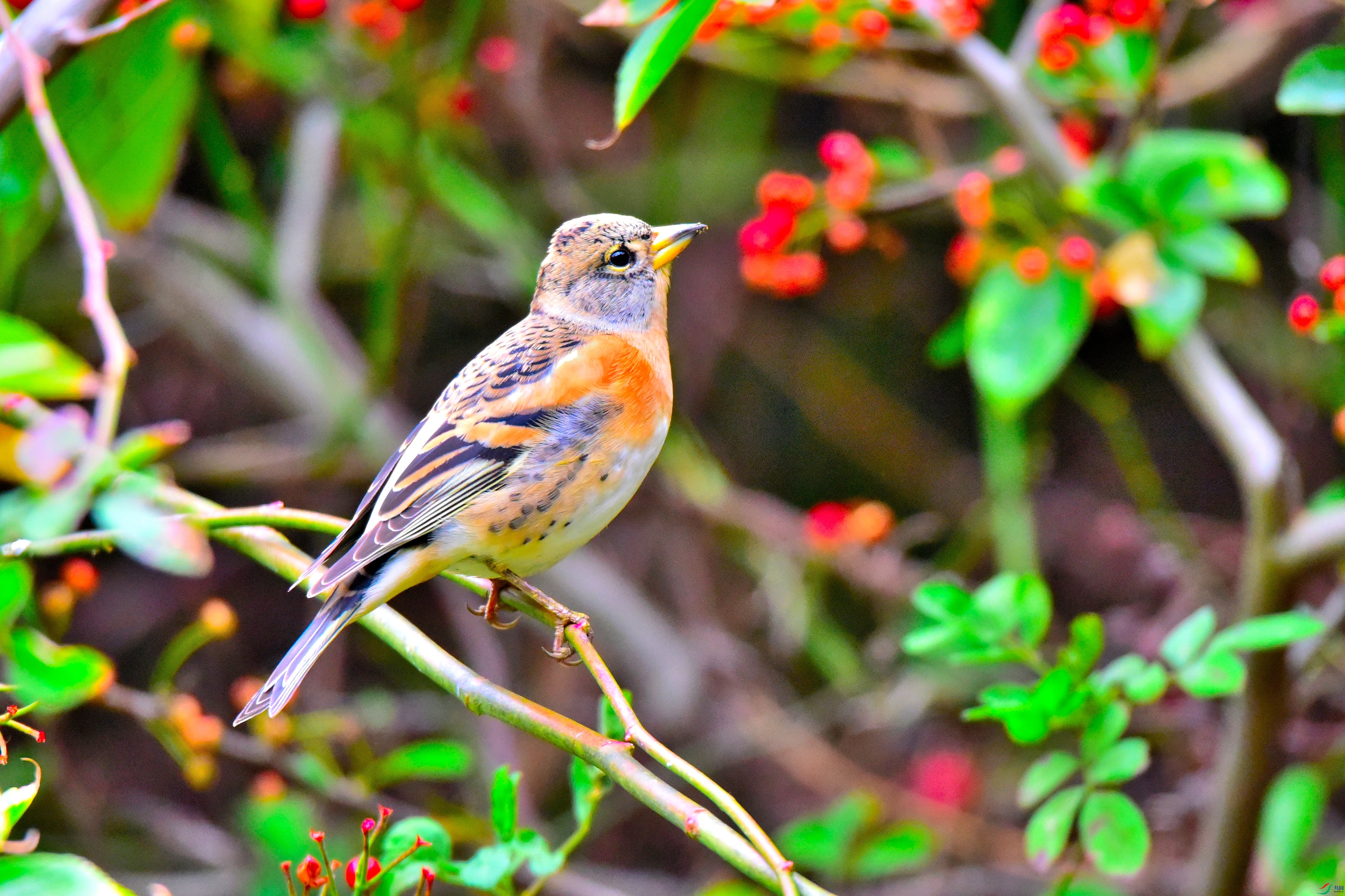 DSC_5432.JPG