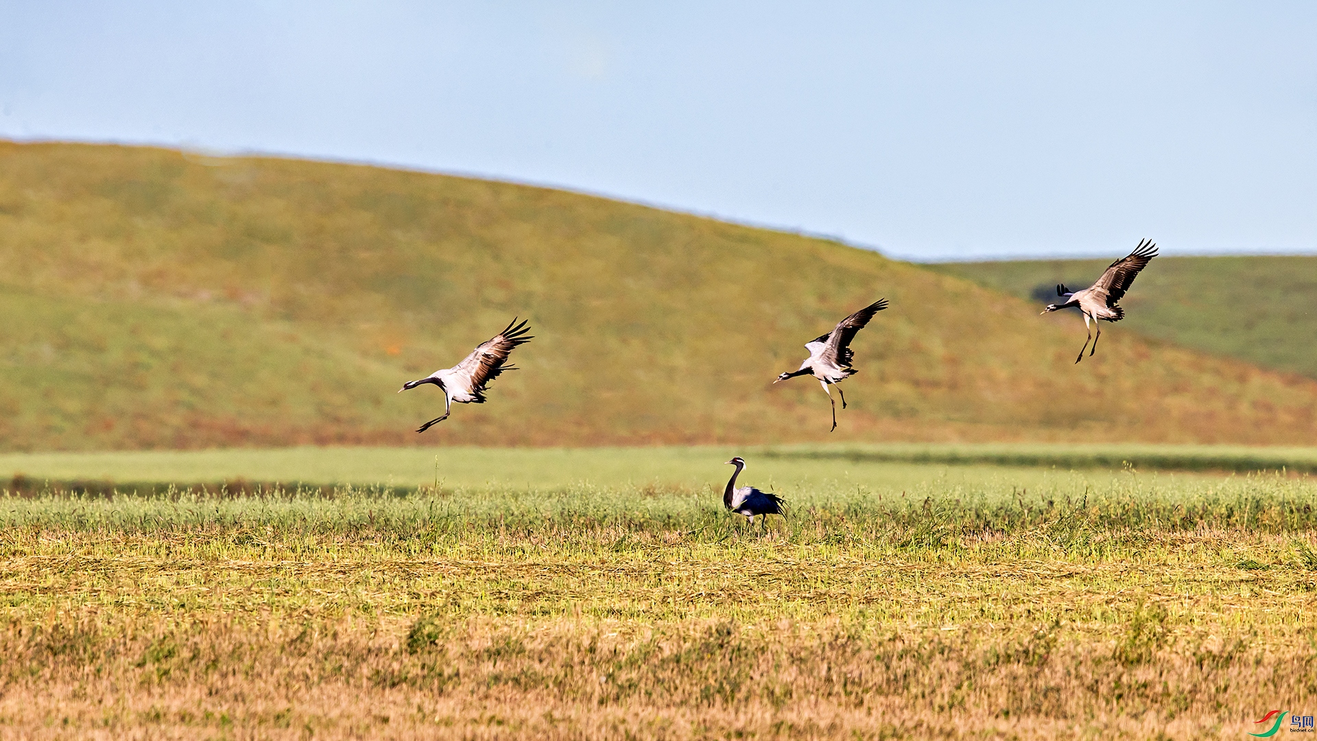 IMGL1354 ����.jpg