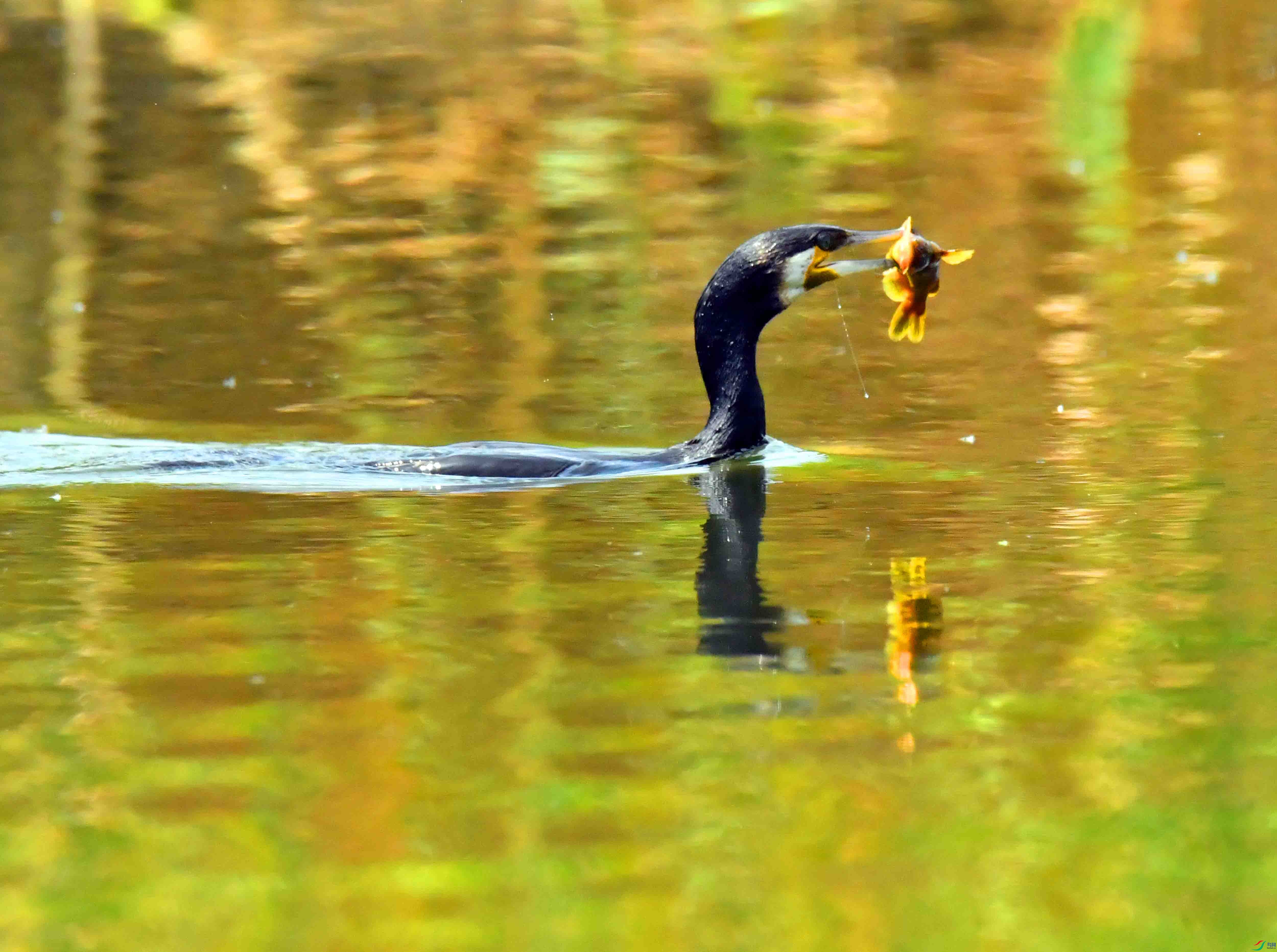 DSC_1439.JPG