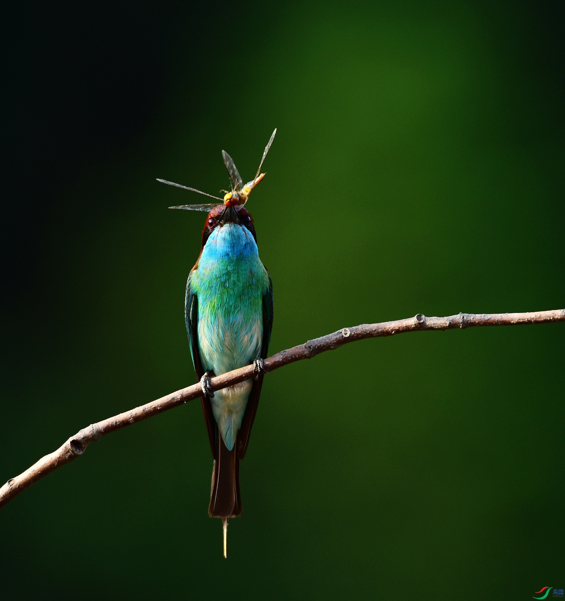 D8I_9877.jpg