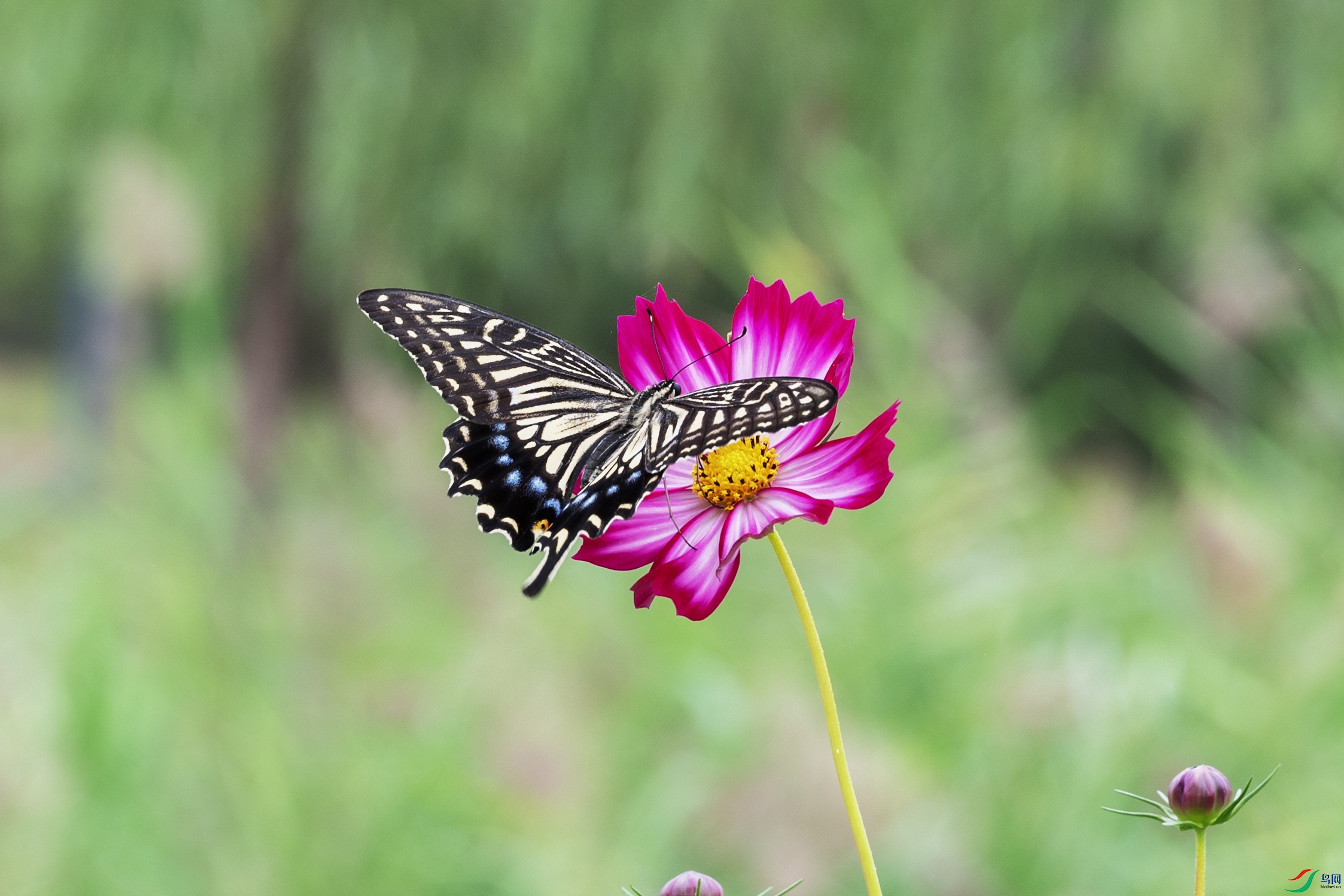 DSC_3515 ����.jpg